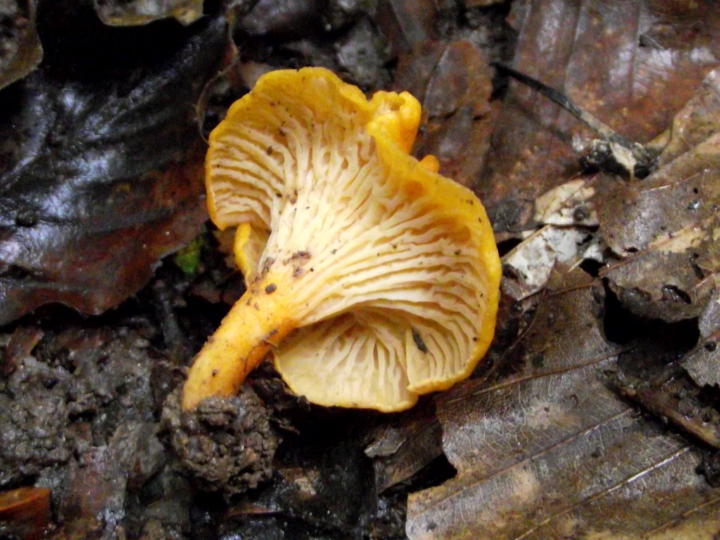 Falscher Pfifferling, lat. Hygrophoropsis aurantiaca ...