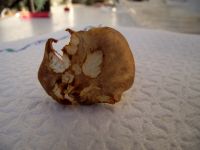 Amethystpfifferling