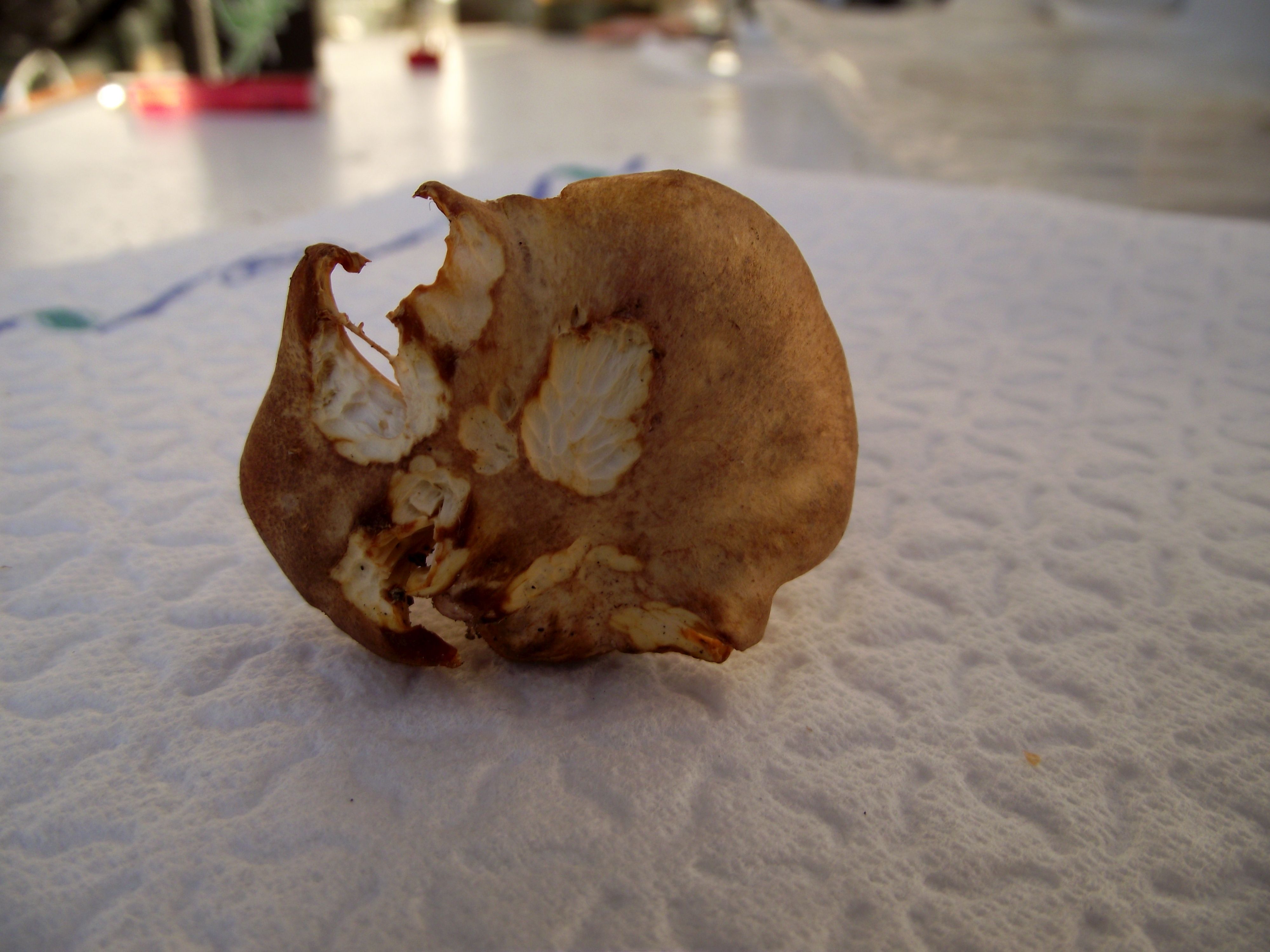 Amethystpfifferling