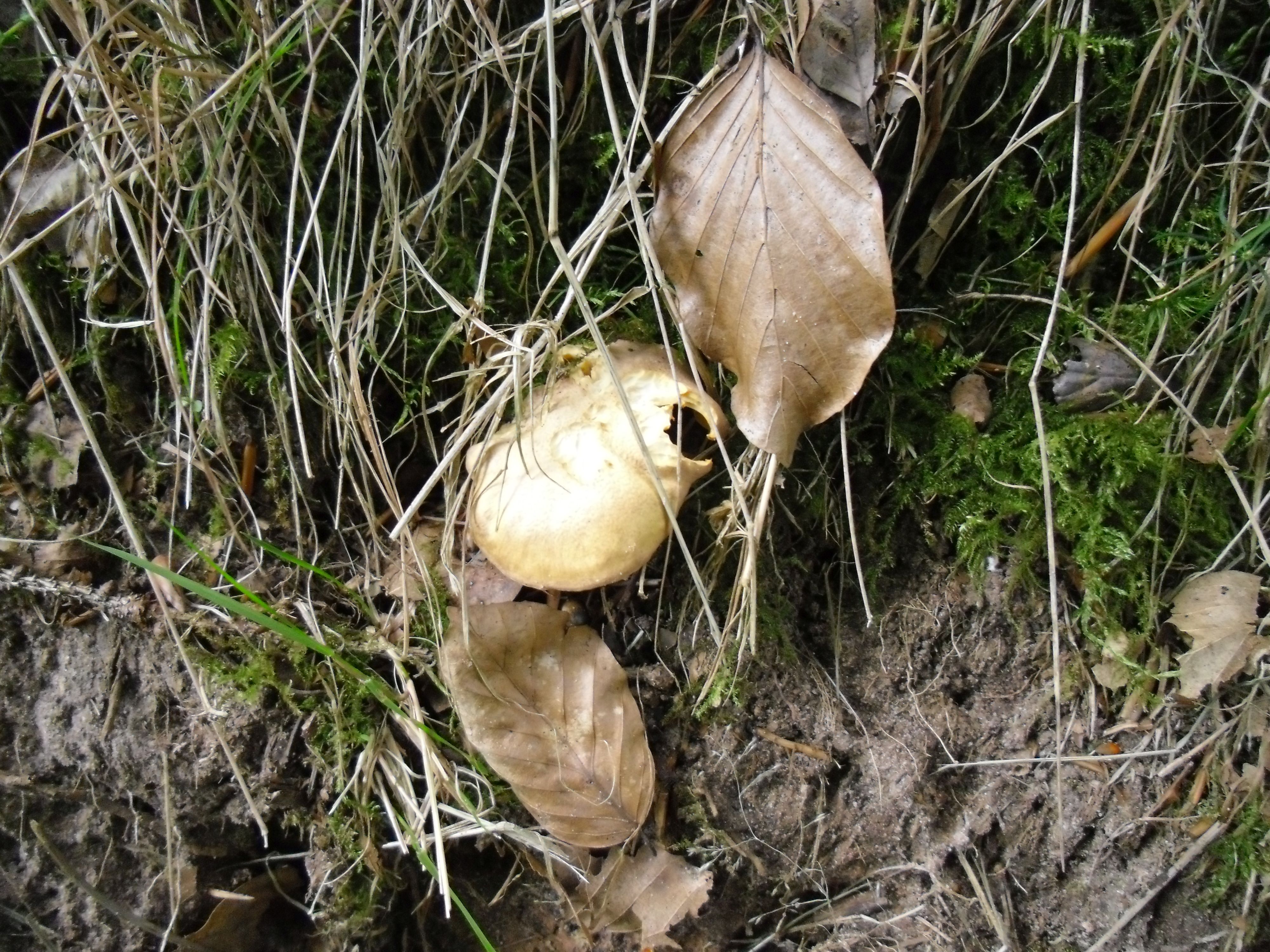 Amethystpfifferling