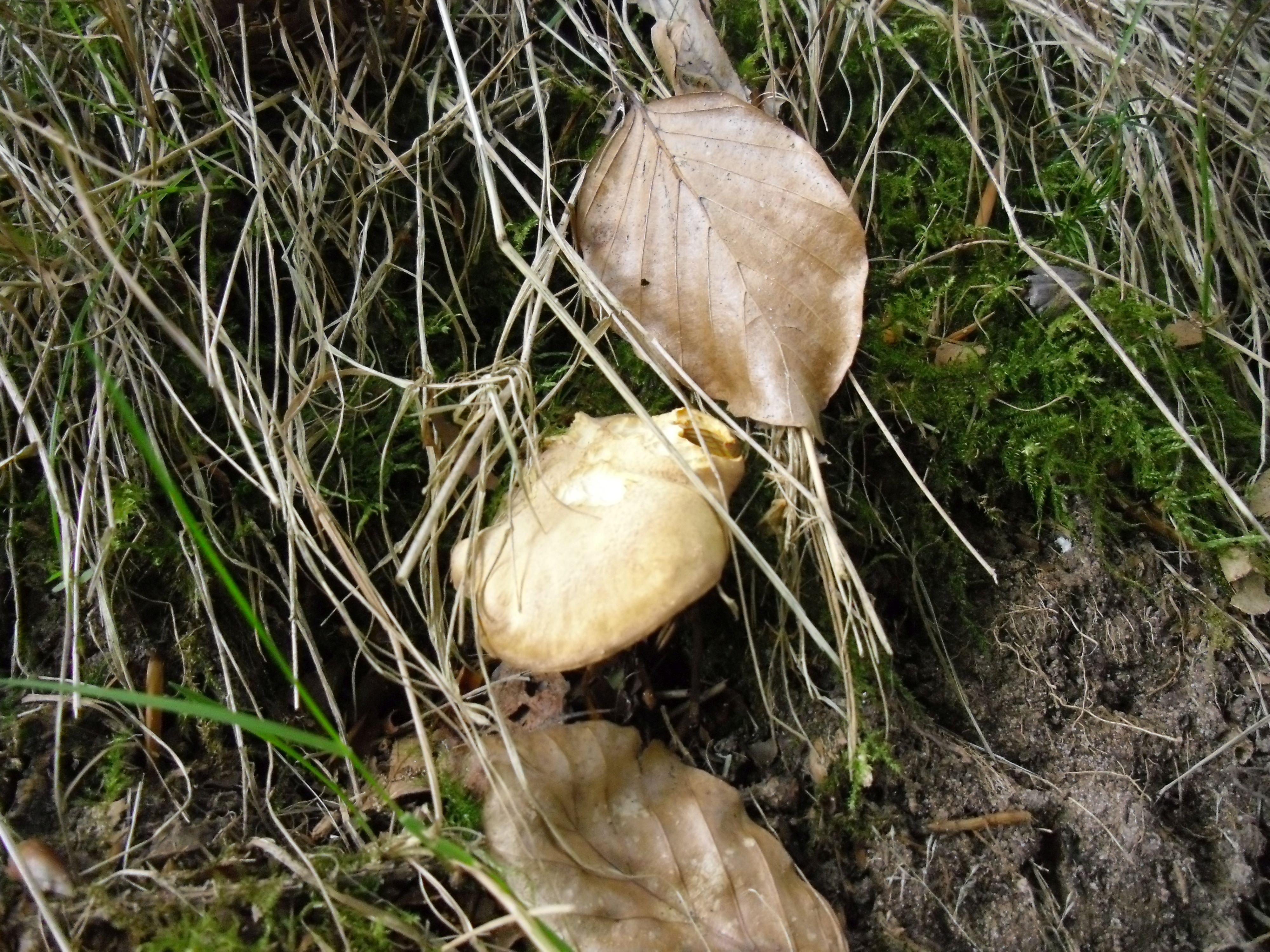 Amethystpfifferling