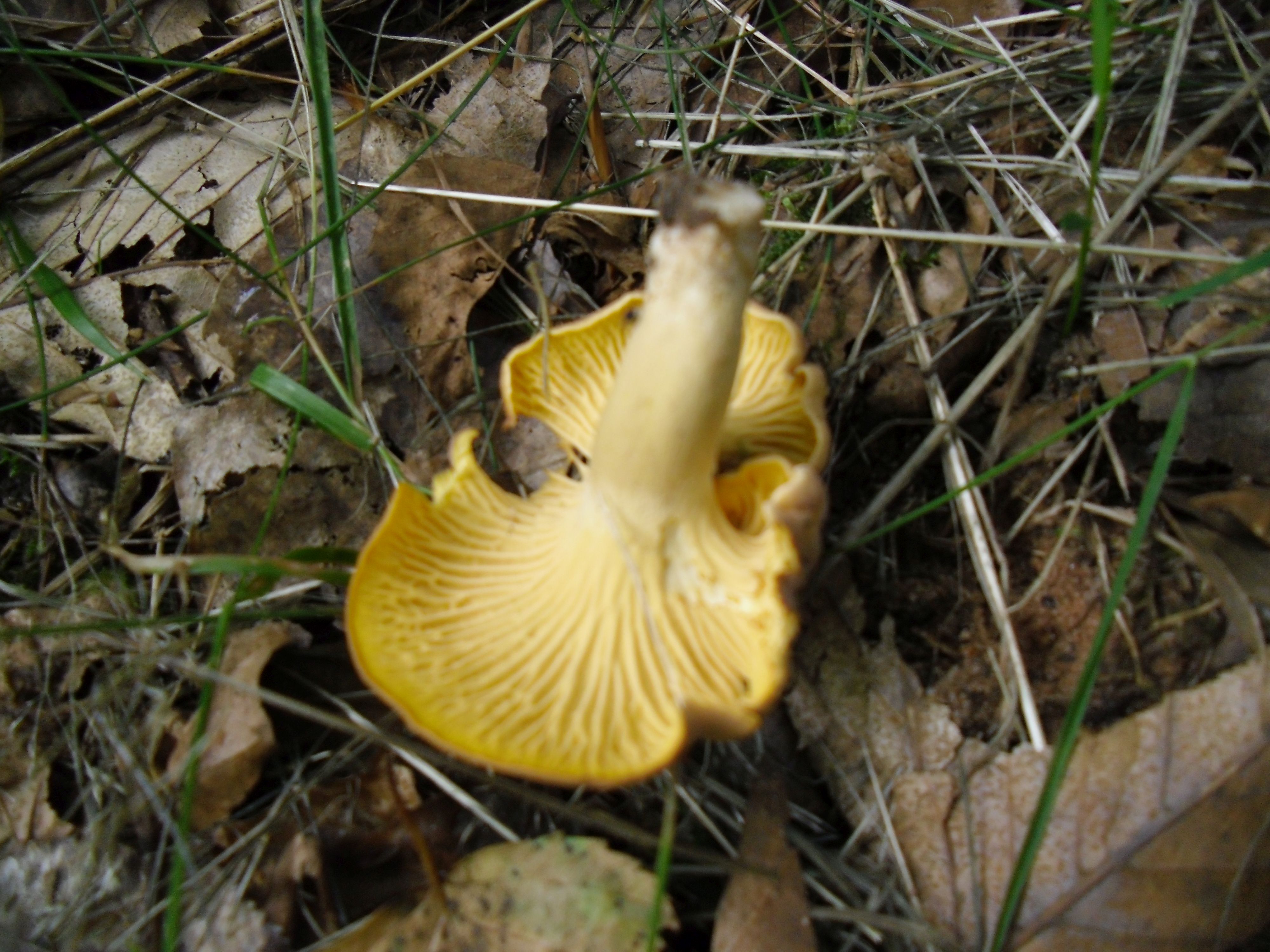 Amethystpfifferling