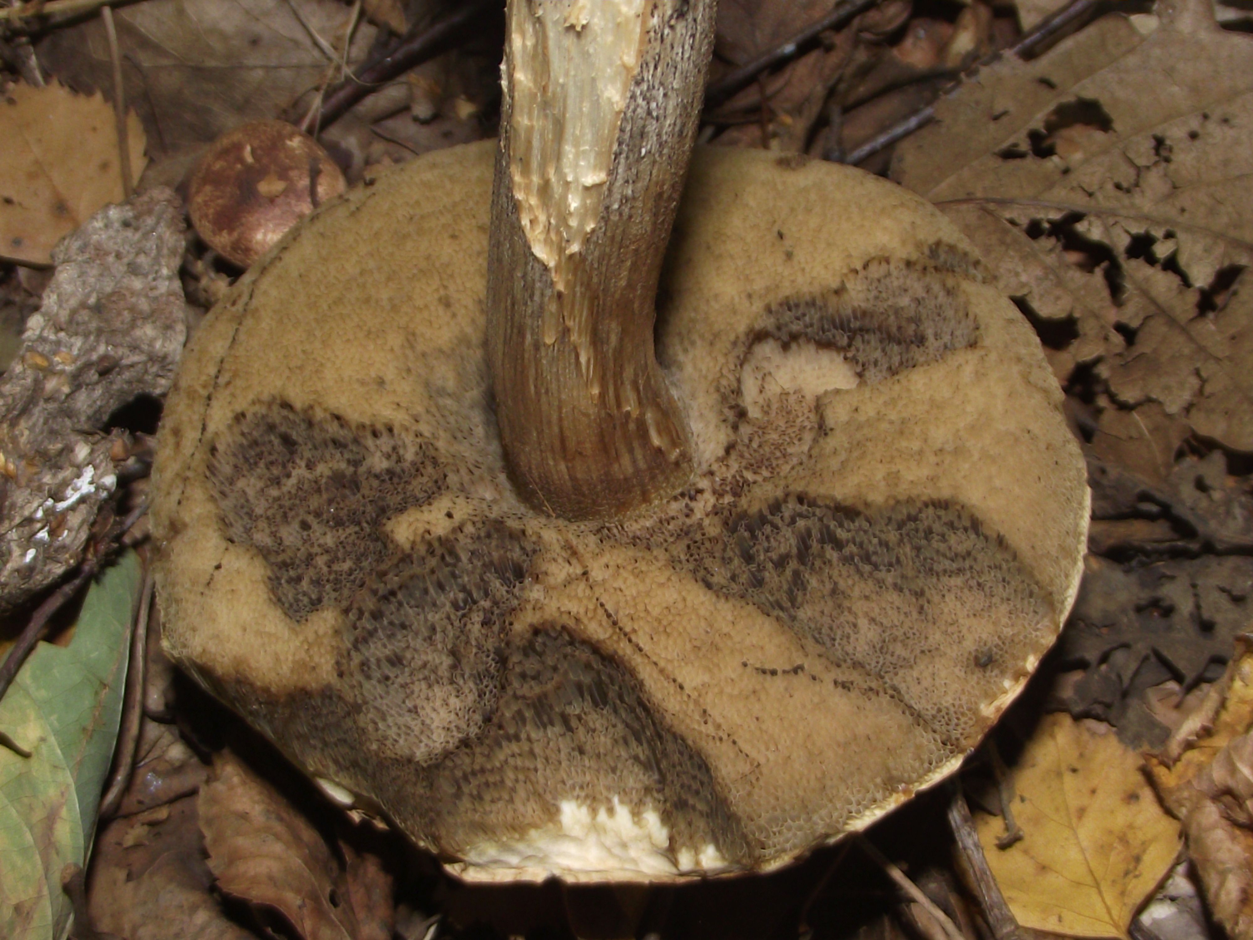 Birkenpilz