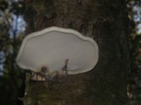 Birkenporling
