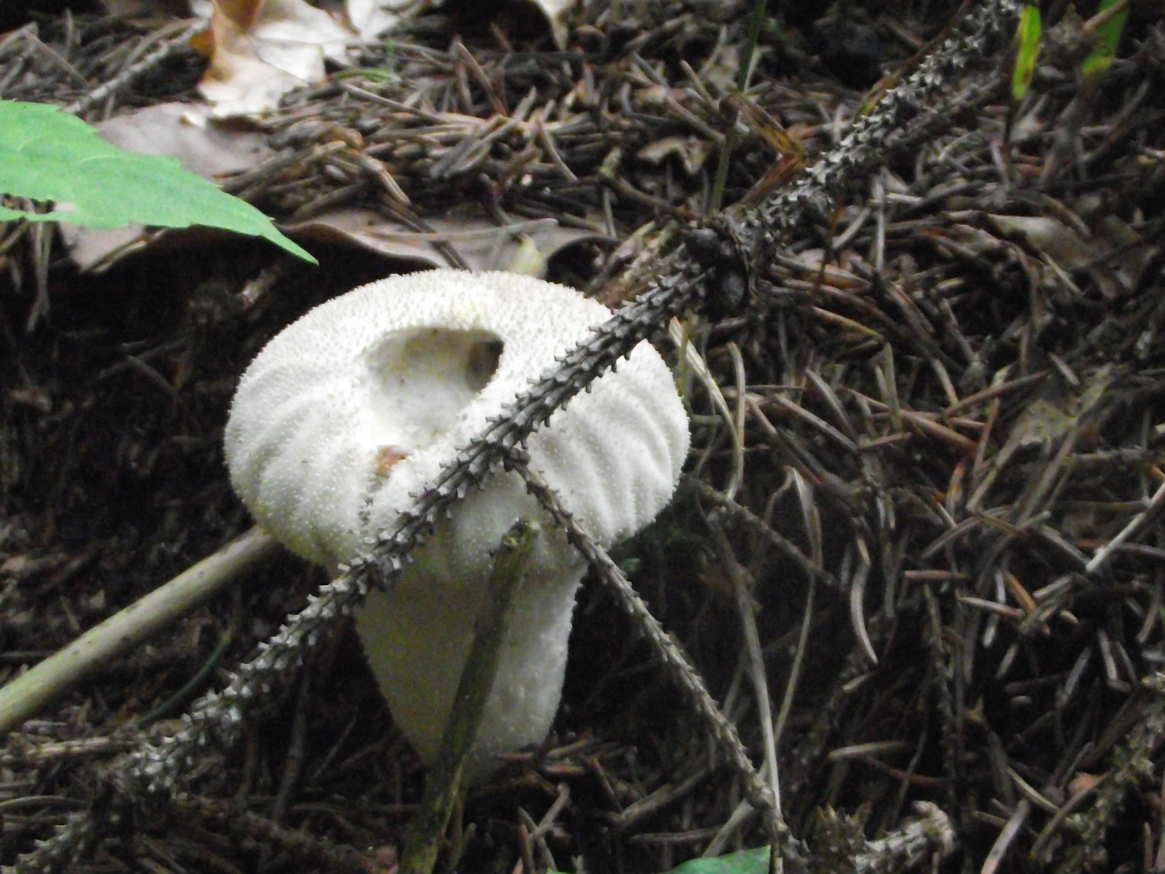 Flaschenbovist