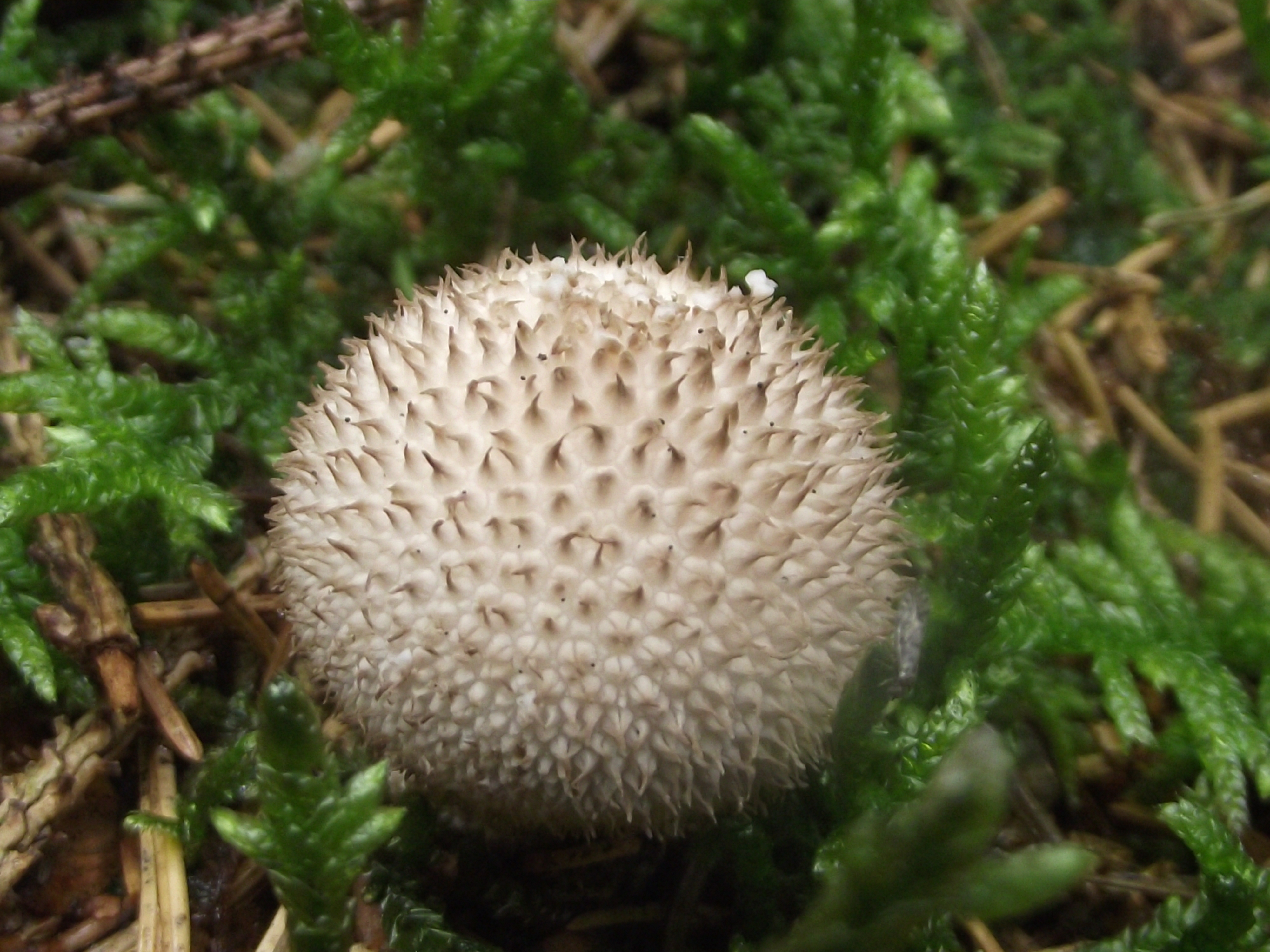Flaschenbovist