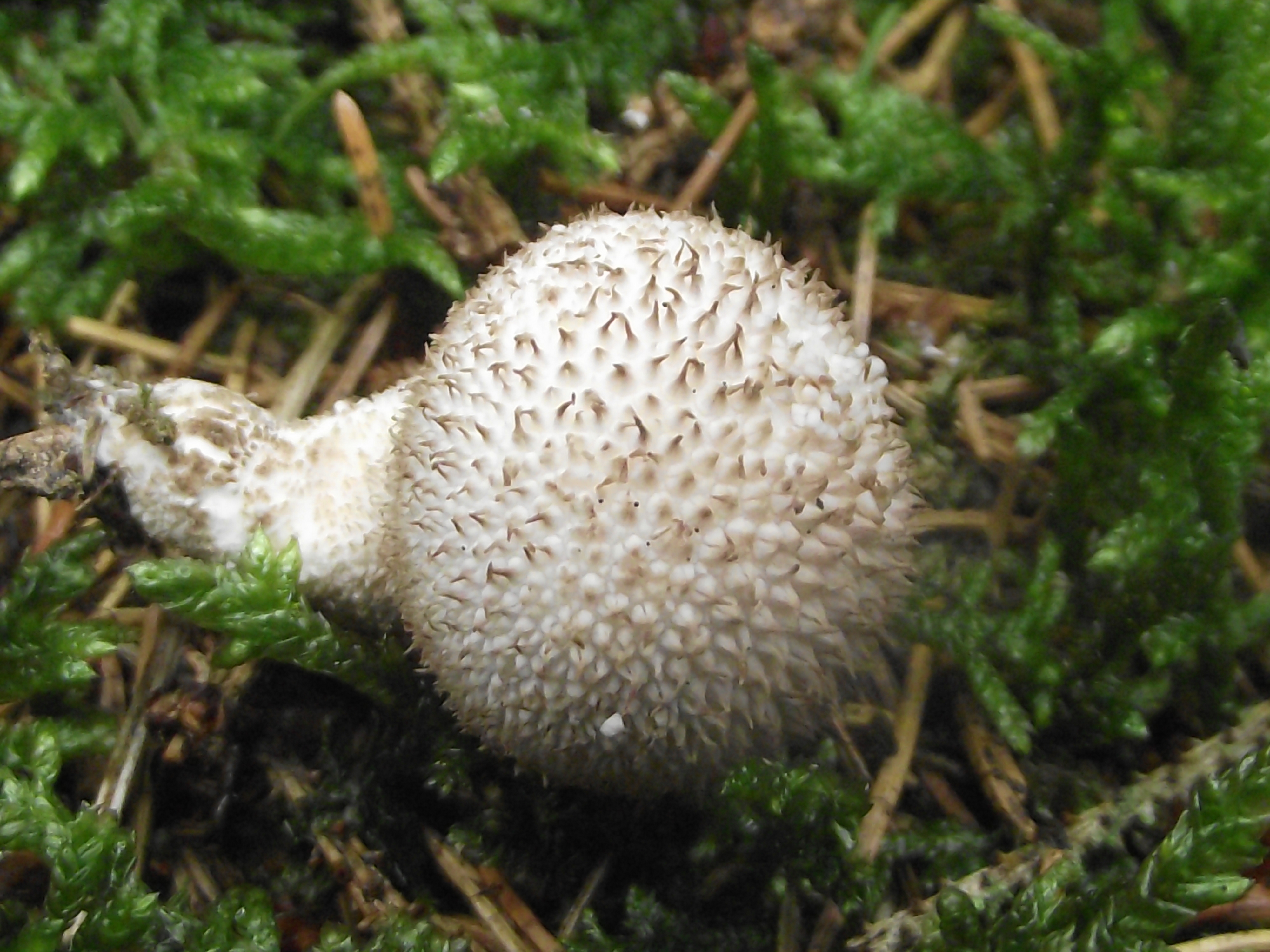 Flaschenbovist