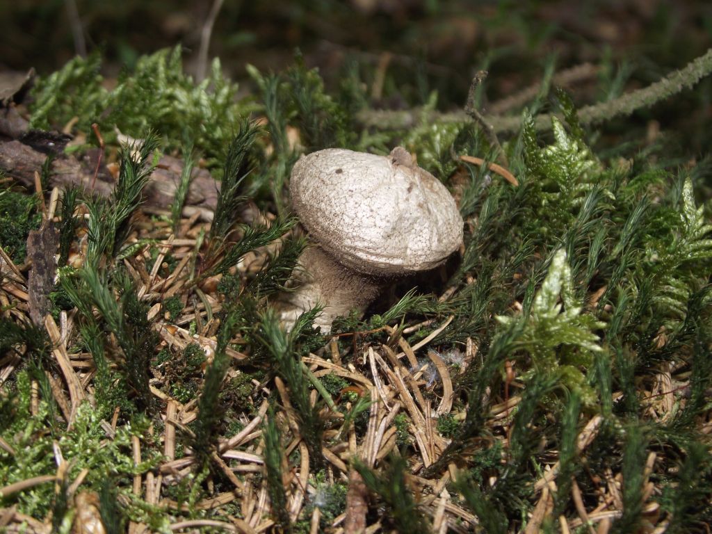 Flaschenbovist - Ein alter Flaschenbovist. Durch die obige Öffnung sind die Sporen, die im Bauch gebildet wurden, bereits ausgetreten. 