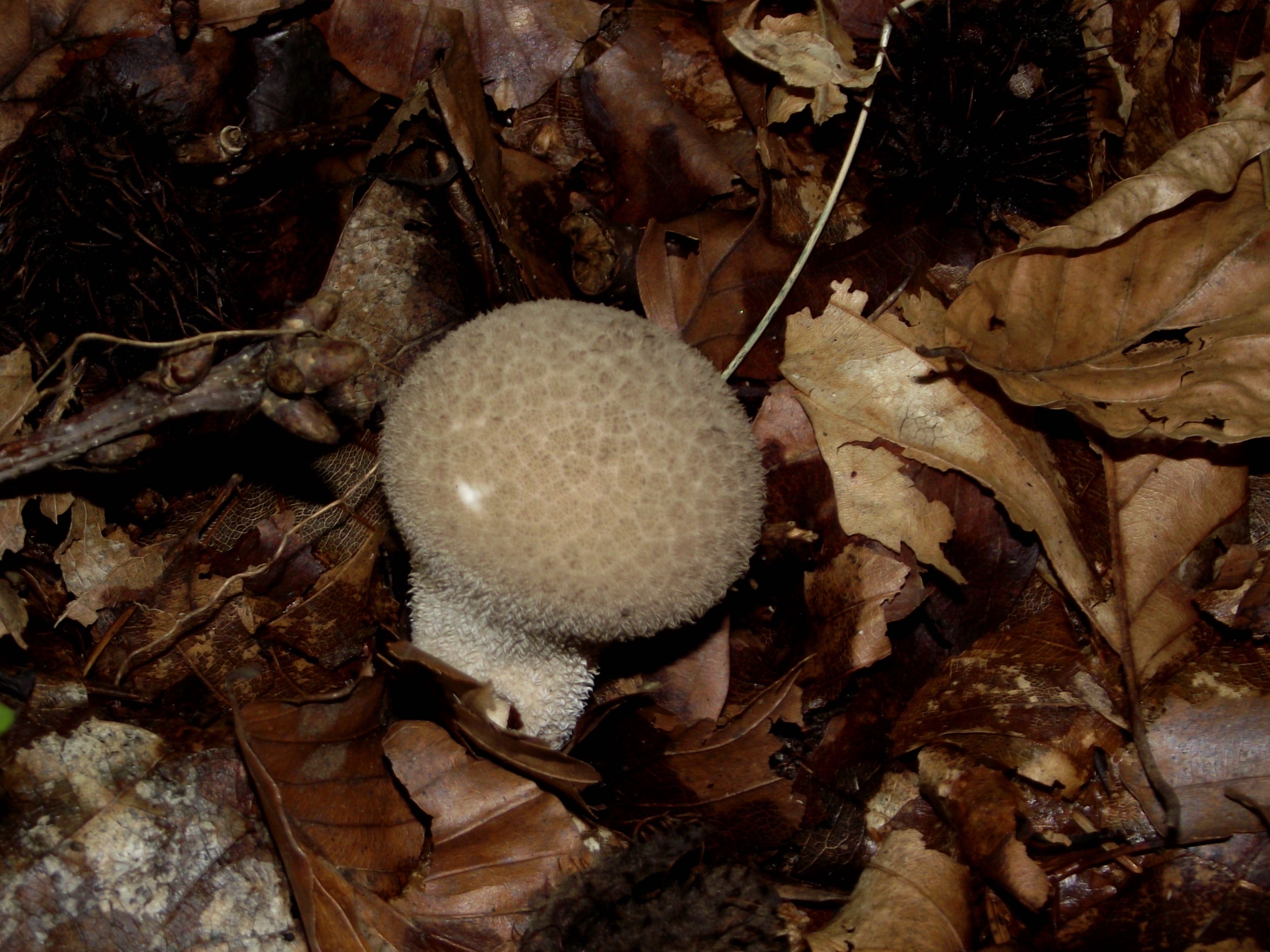Flaschenbovist