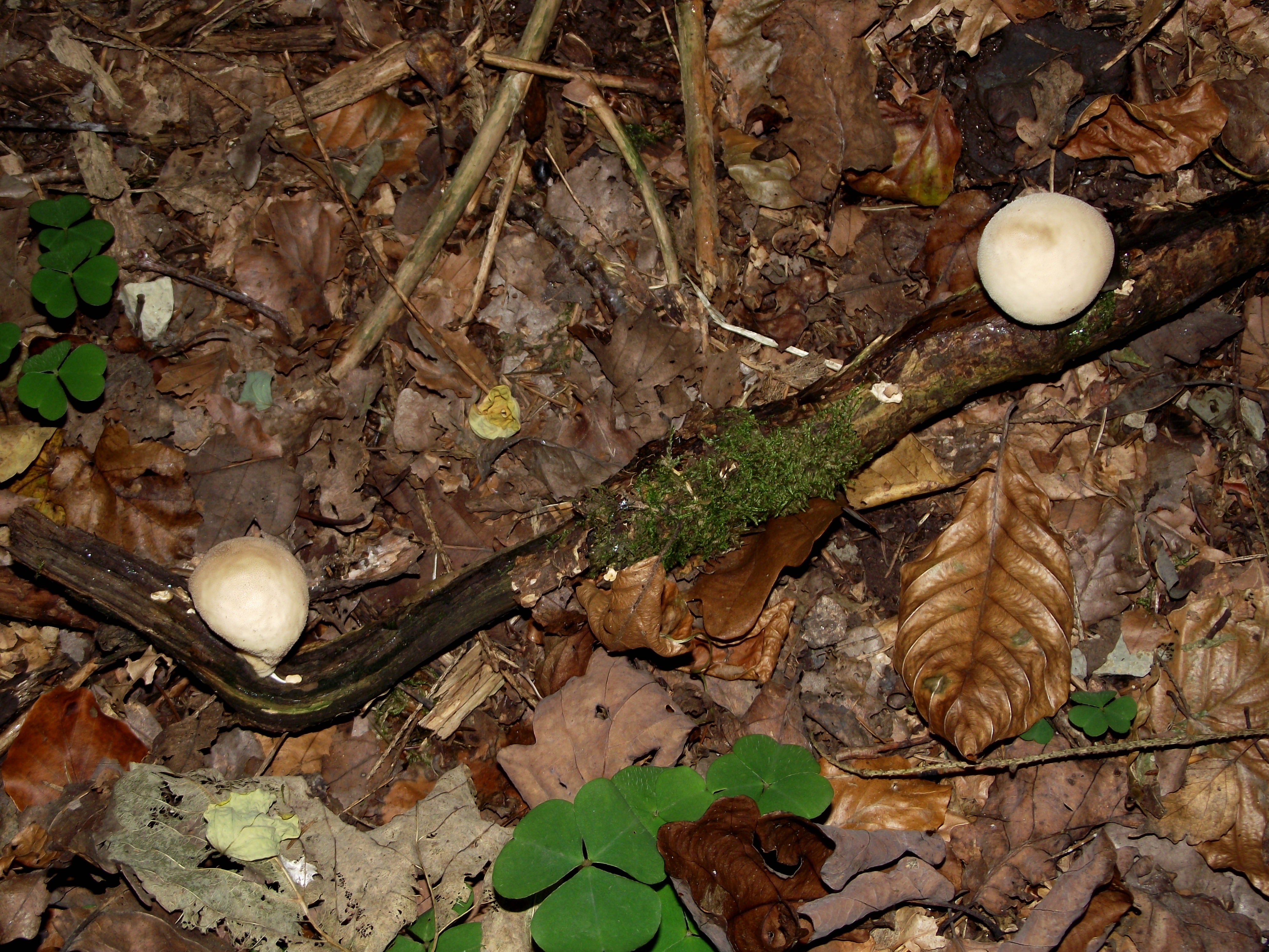 Flaschenbovist