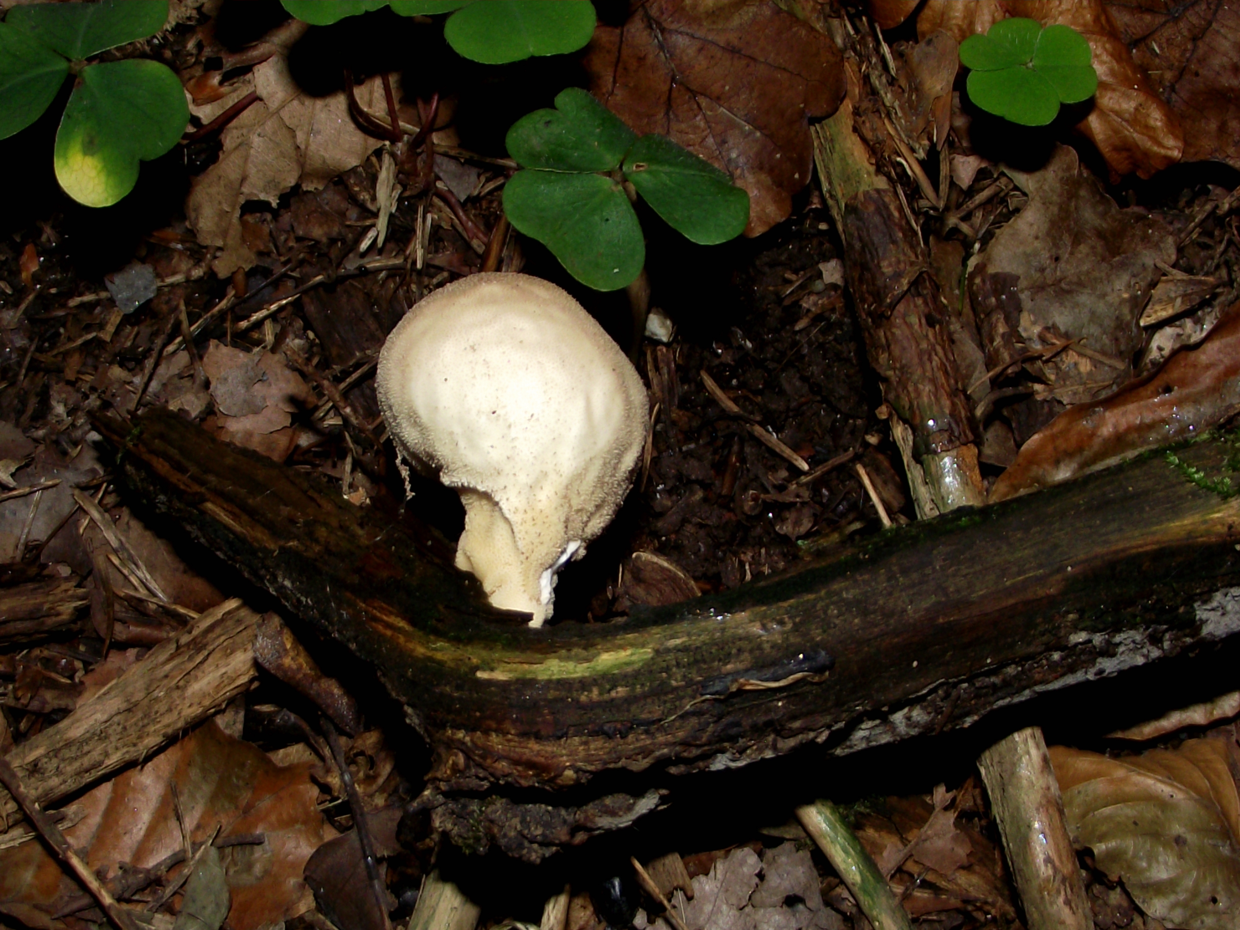 Flaschenbovist