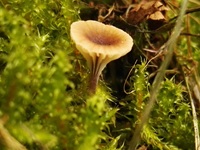 Heide-Flechtennabeling
