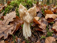 Herbst-Lorchel