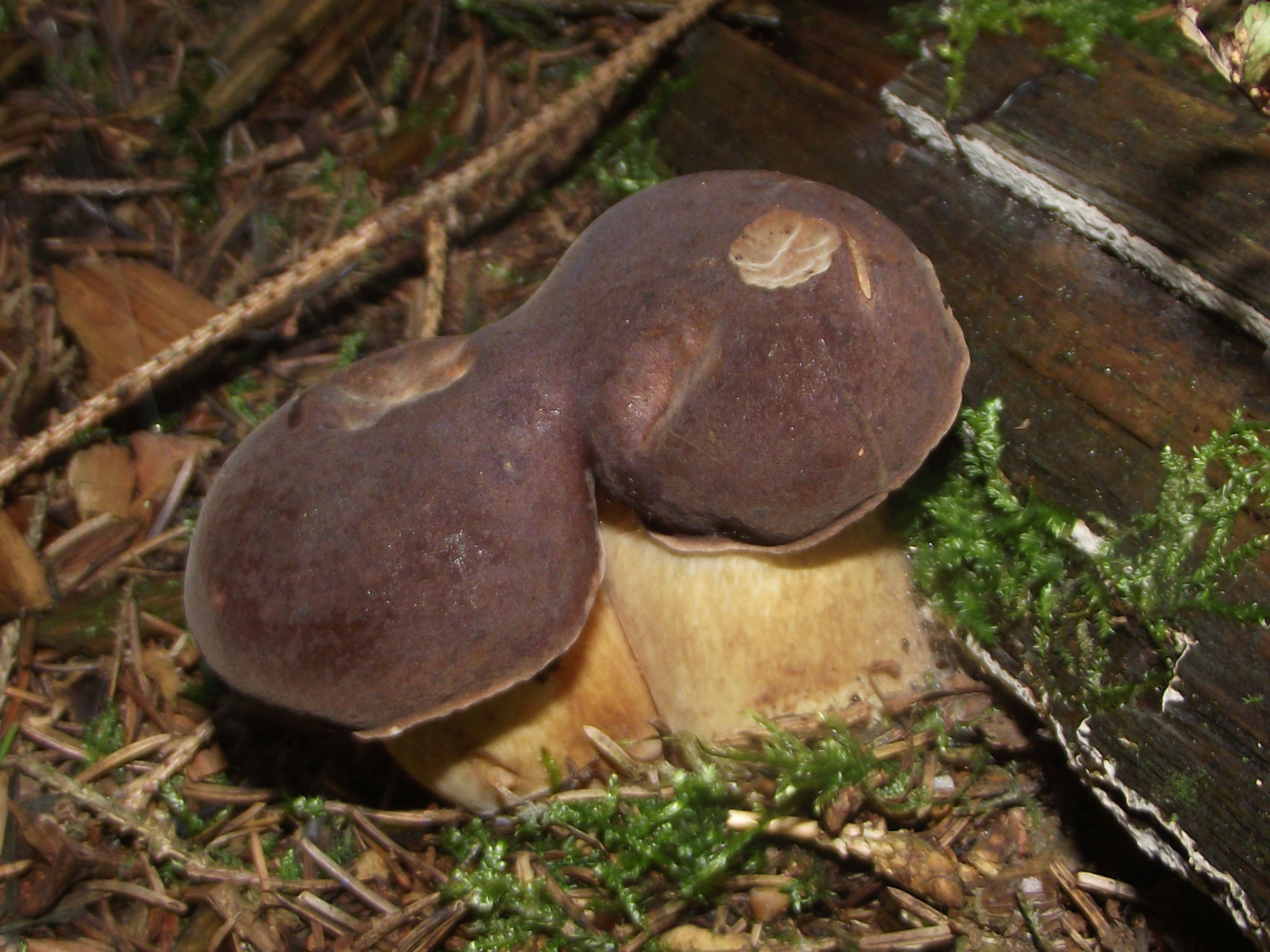 Maronen-Röhrling
