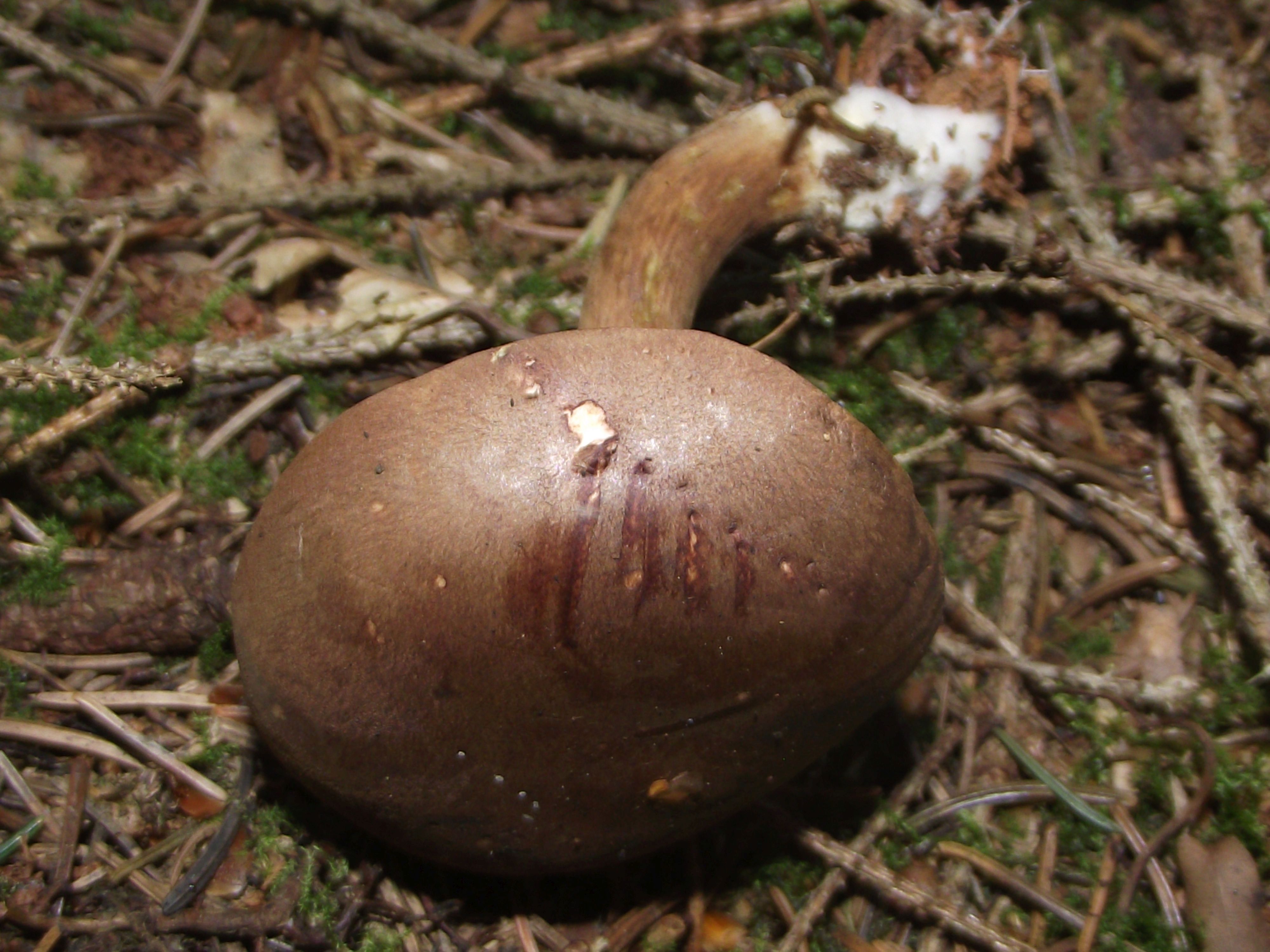 Maronen-Röhrling