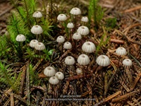 Nadelstreu-K&auml;sepilzchen