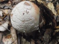 Perlpilz