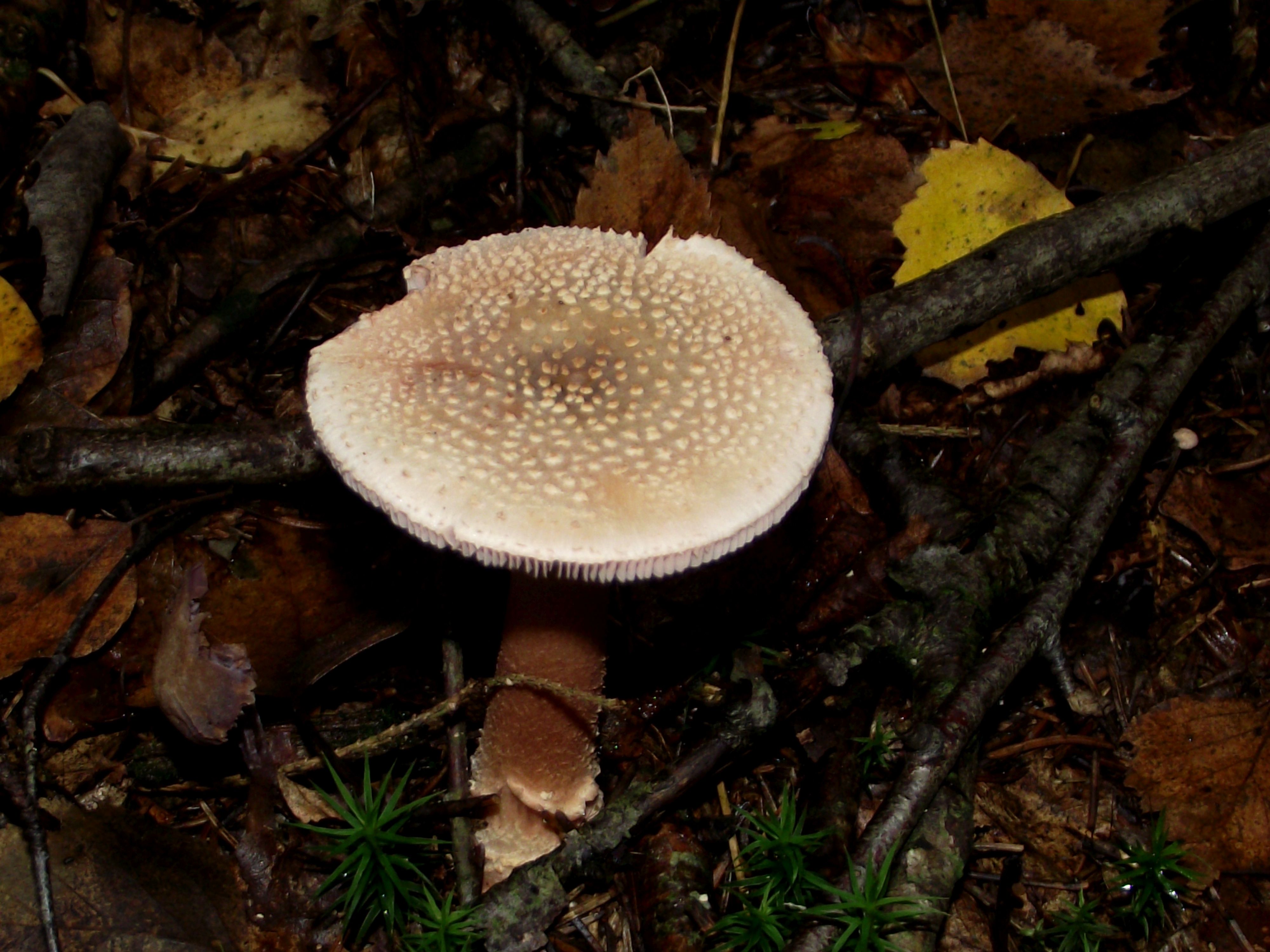 Perlpilz