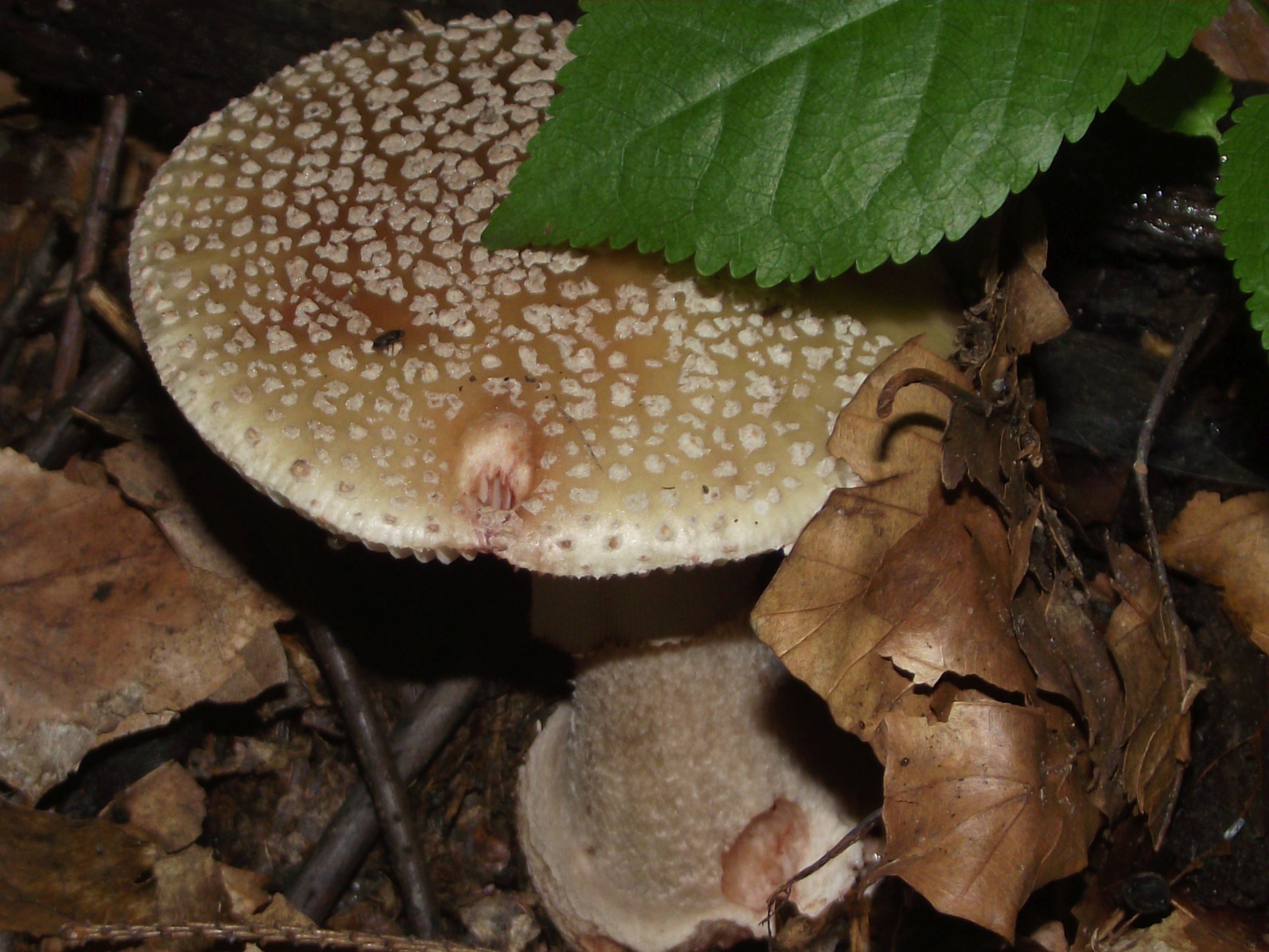 Perlpilz
