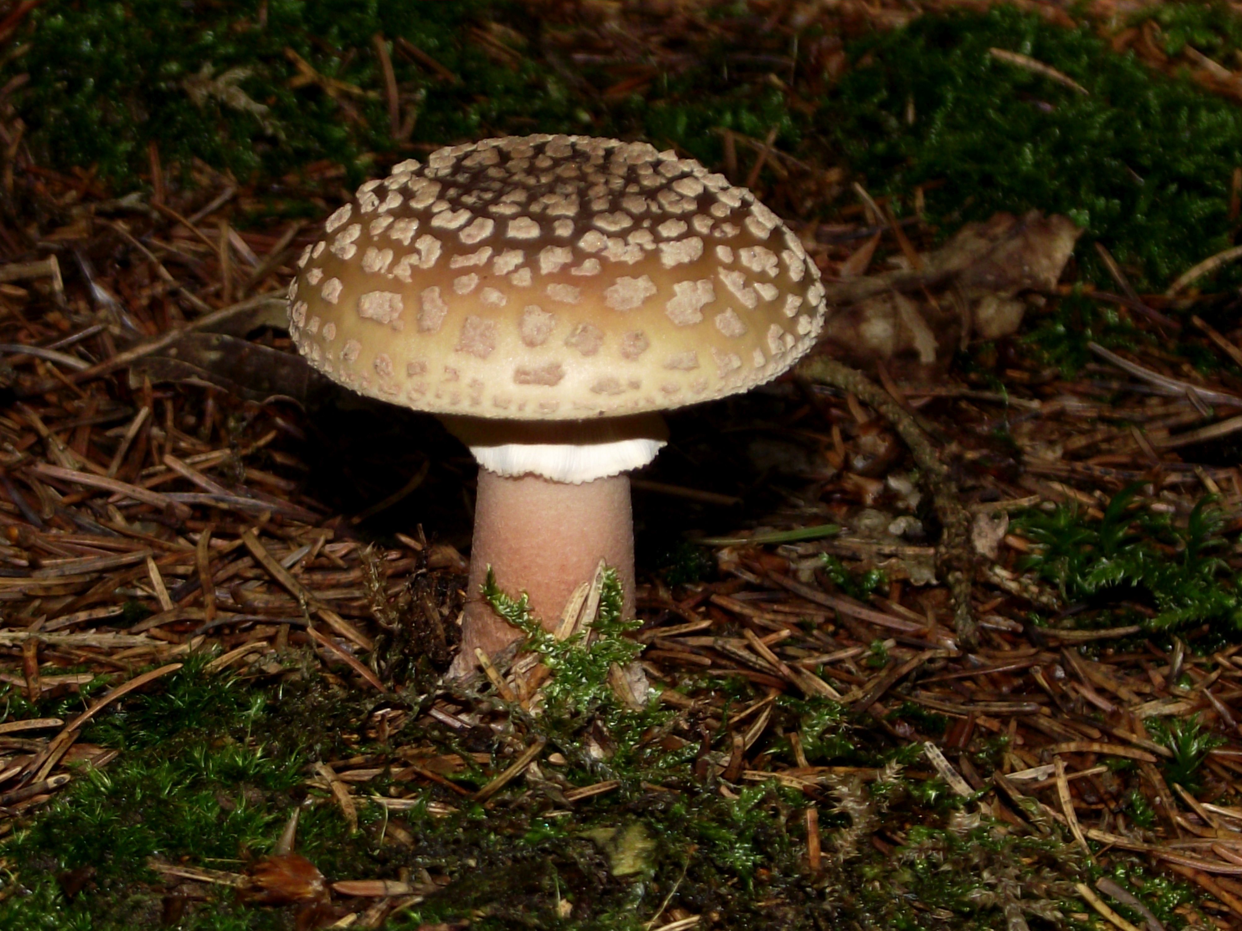 Perlpilz