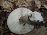 Perlpilz
