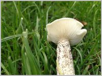 Raufuß-Weichritterling - Blick auf die Hutunterseite. Wir sehen bei diesem relativ jungen Exemplar noch einen leicht eingerollten Hutrand. Die weißlichen Lamellen sind leicht ausgebuchtet, mit einem Zahn herablaufend, am Stiel angewachsen.  
