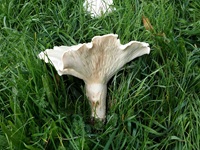 Riesen-Krempenritterling - Blick auf ein liegendes Exemplar. Der ganze Pilz besitzt weißliche bis lederfarbene Farbtöne. Die Lamellen sind herablauend uns sehr dicht stehend. 