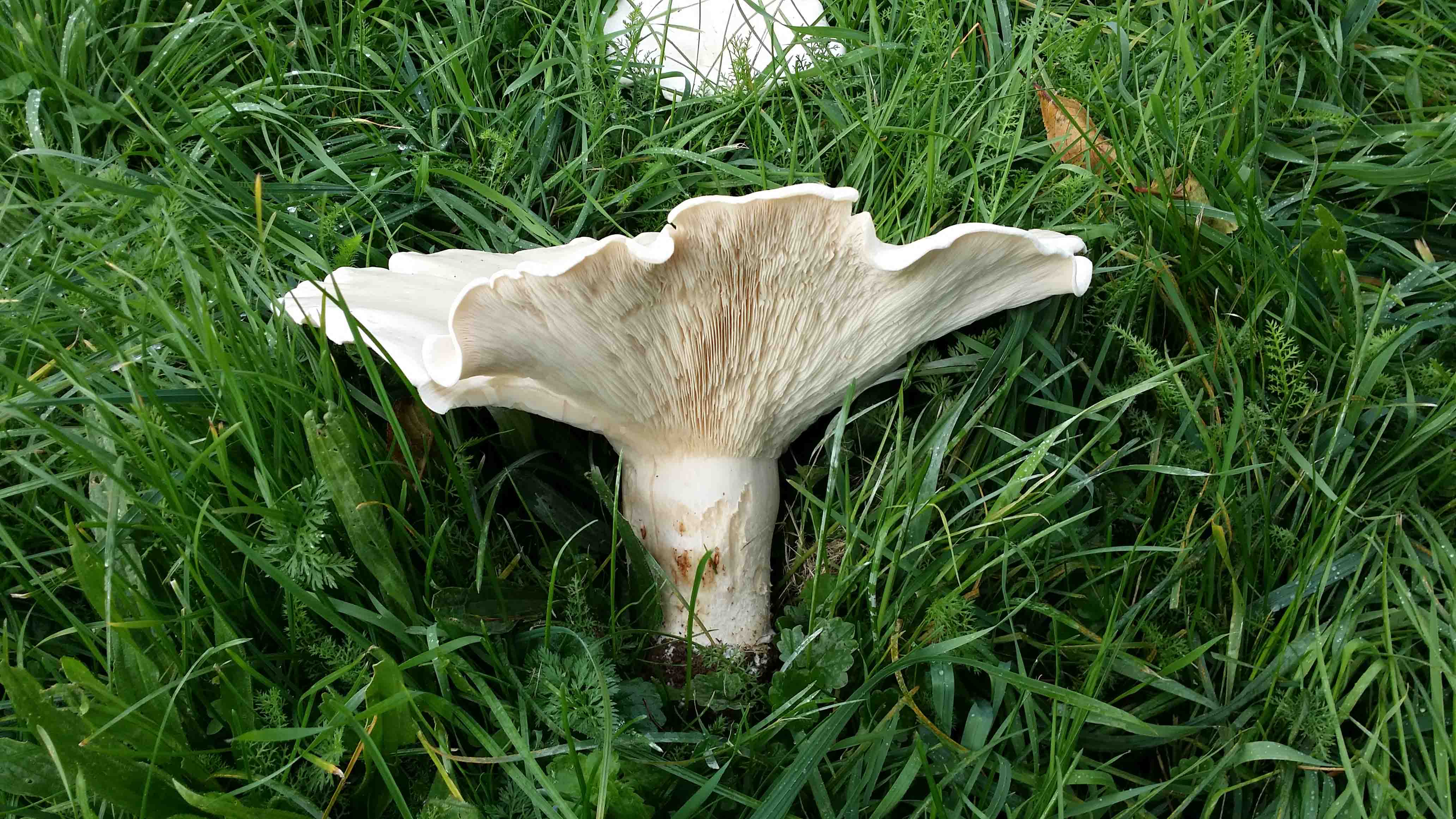 Riesen-Krempenritterling - Blick auf ein liegendes Exemplar. Der ganze Pilz besitzt weißliche bis lederfarbene Farbtöne. Die Lamellen sind herablauend uns sehr dicht stehend. 