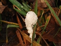 Schaumpilz