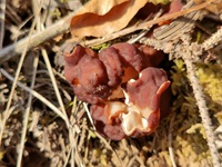 Scheibchenlorchel