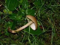Waldfreund-Rübling