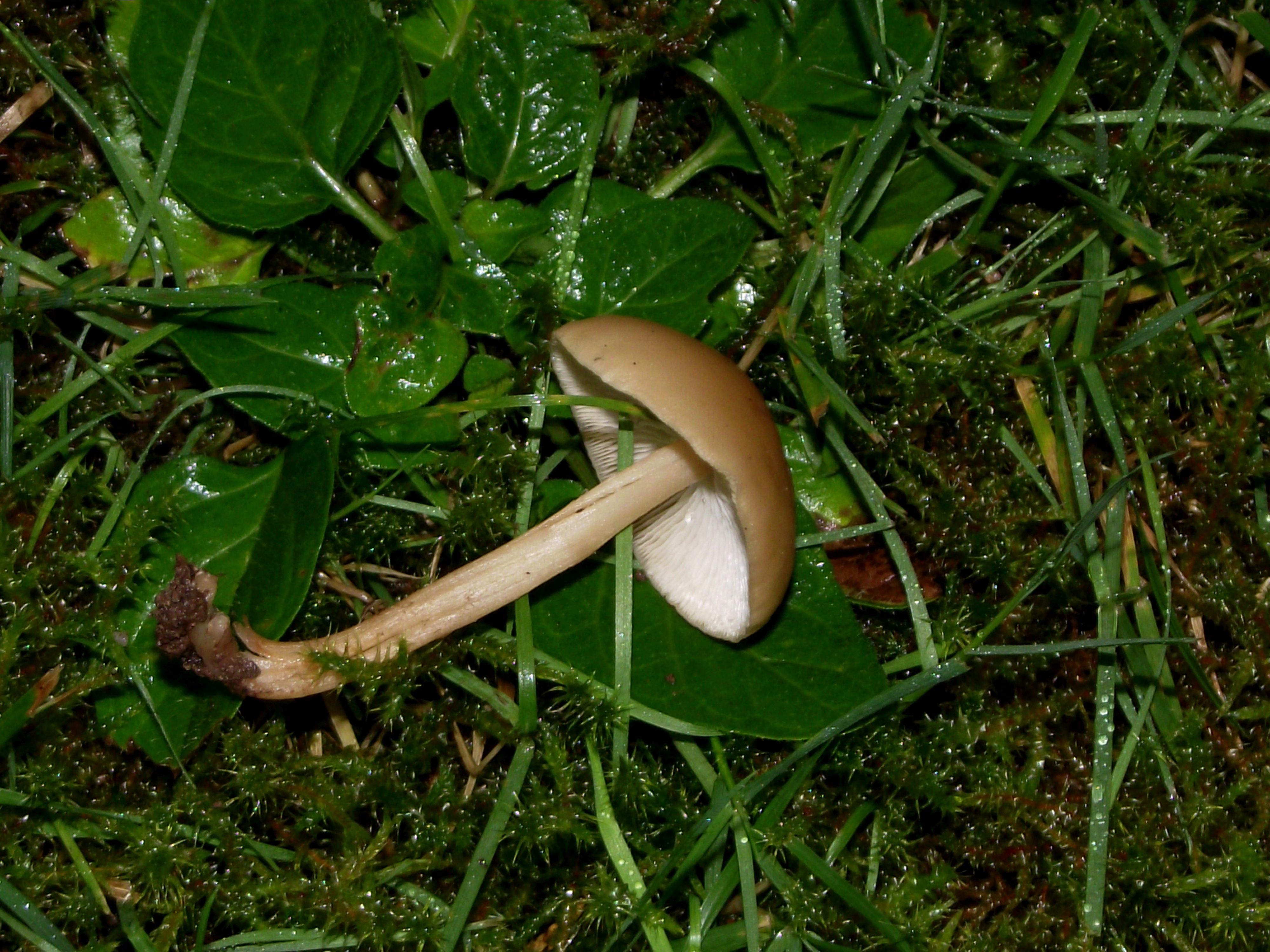 Waldfreund-Rübling