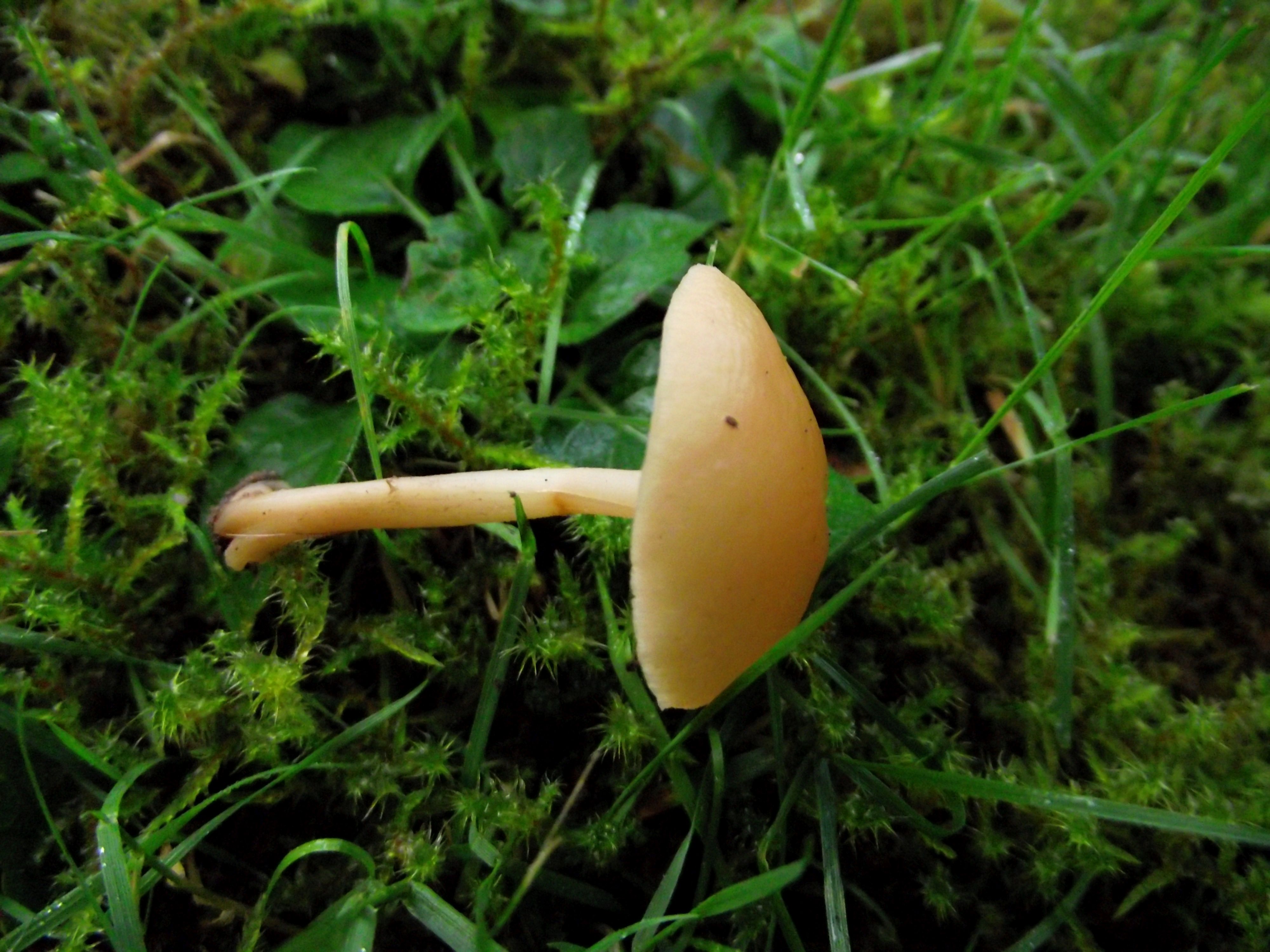 Waldfreund-Rübling
