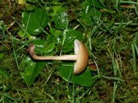 Waldfreund-Rübling