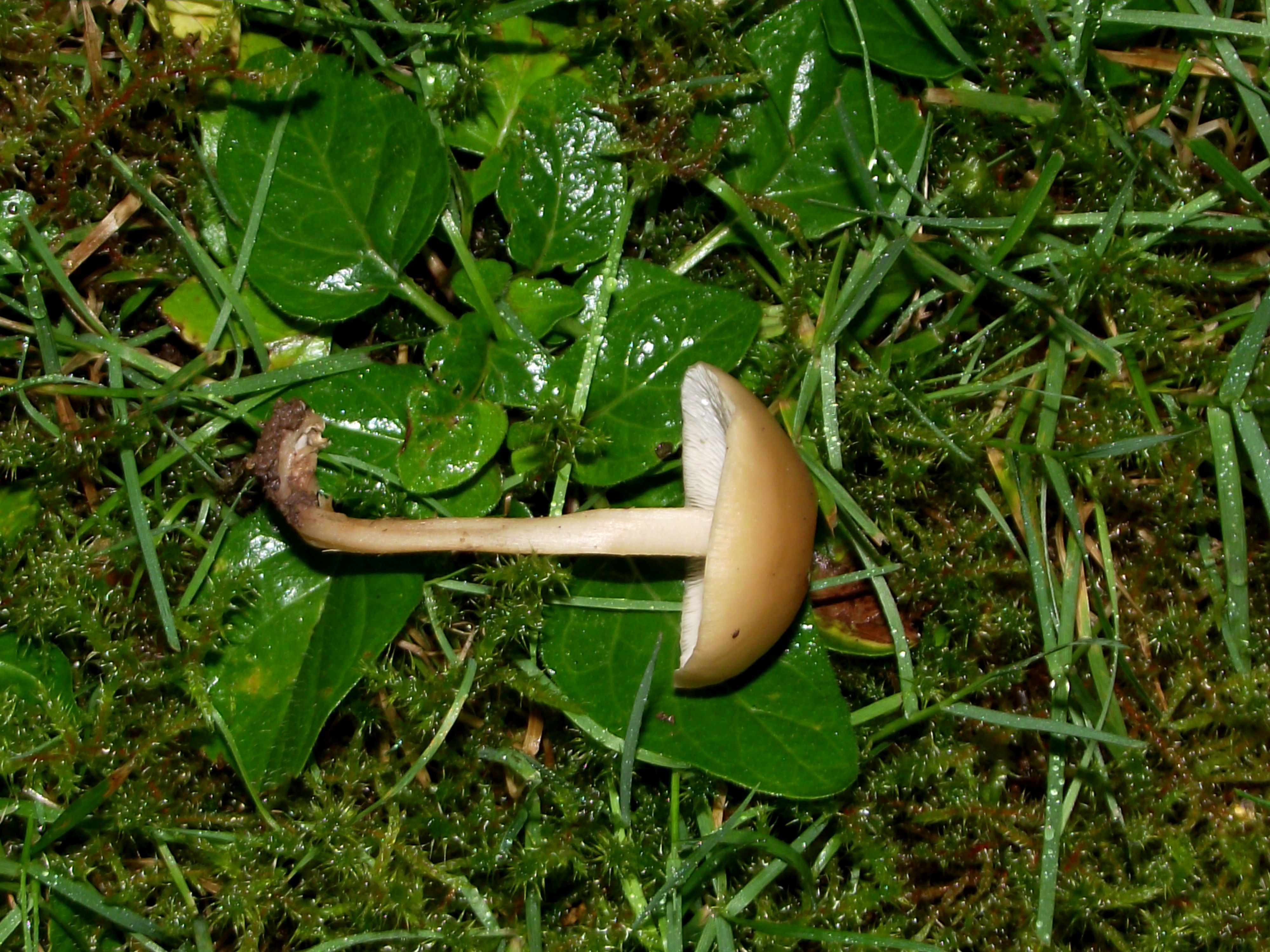 Waldfreund-Rübling