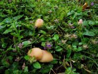 Waldfreund-Rübling