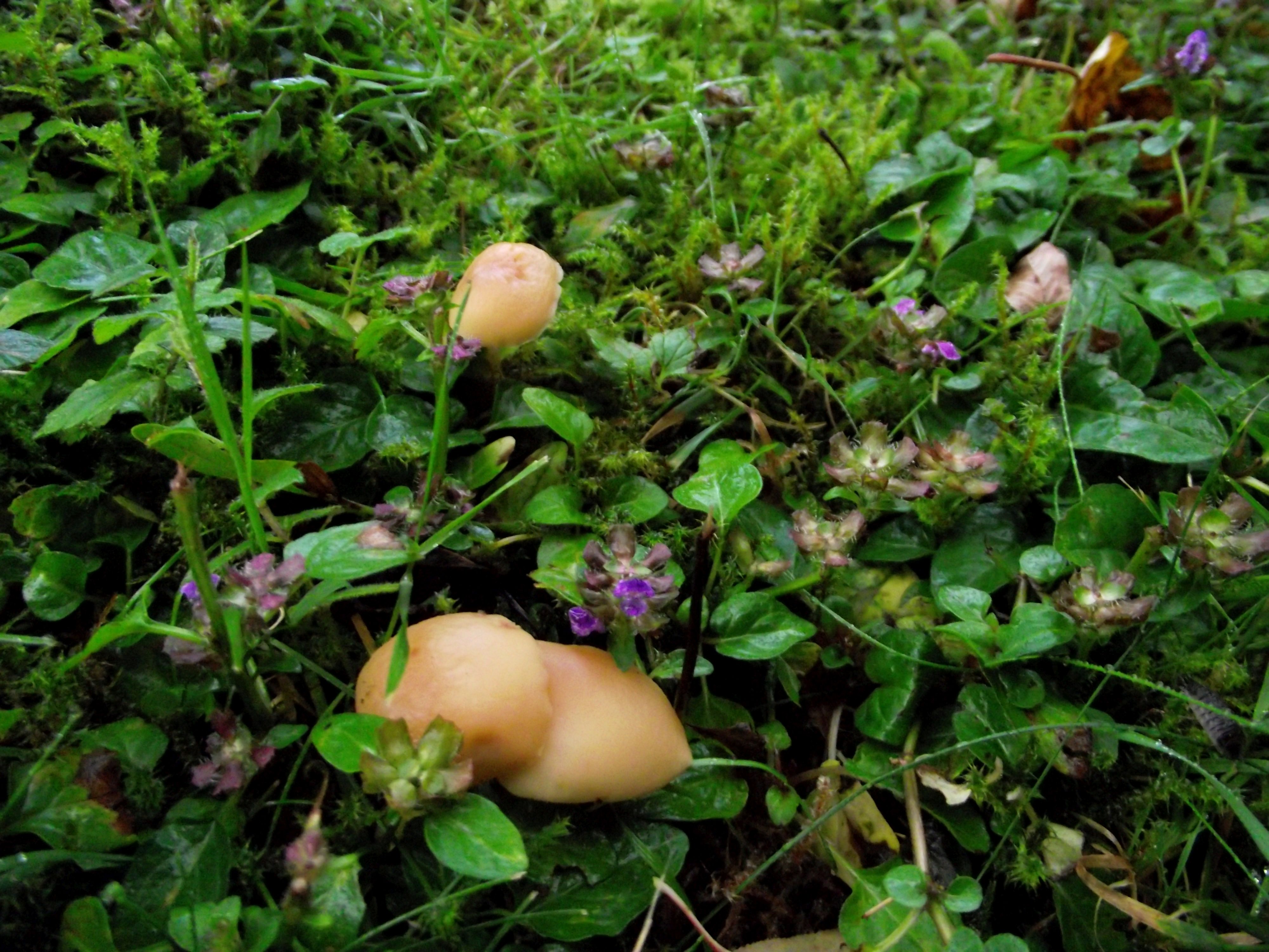 Waldfreund-Rübling