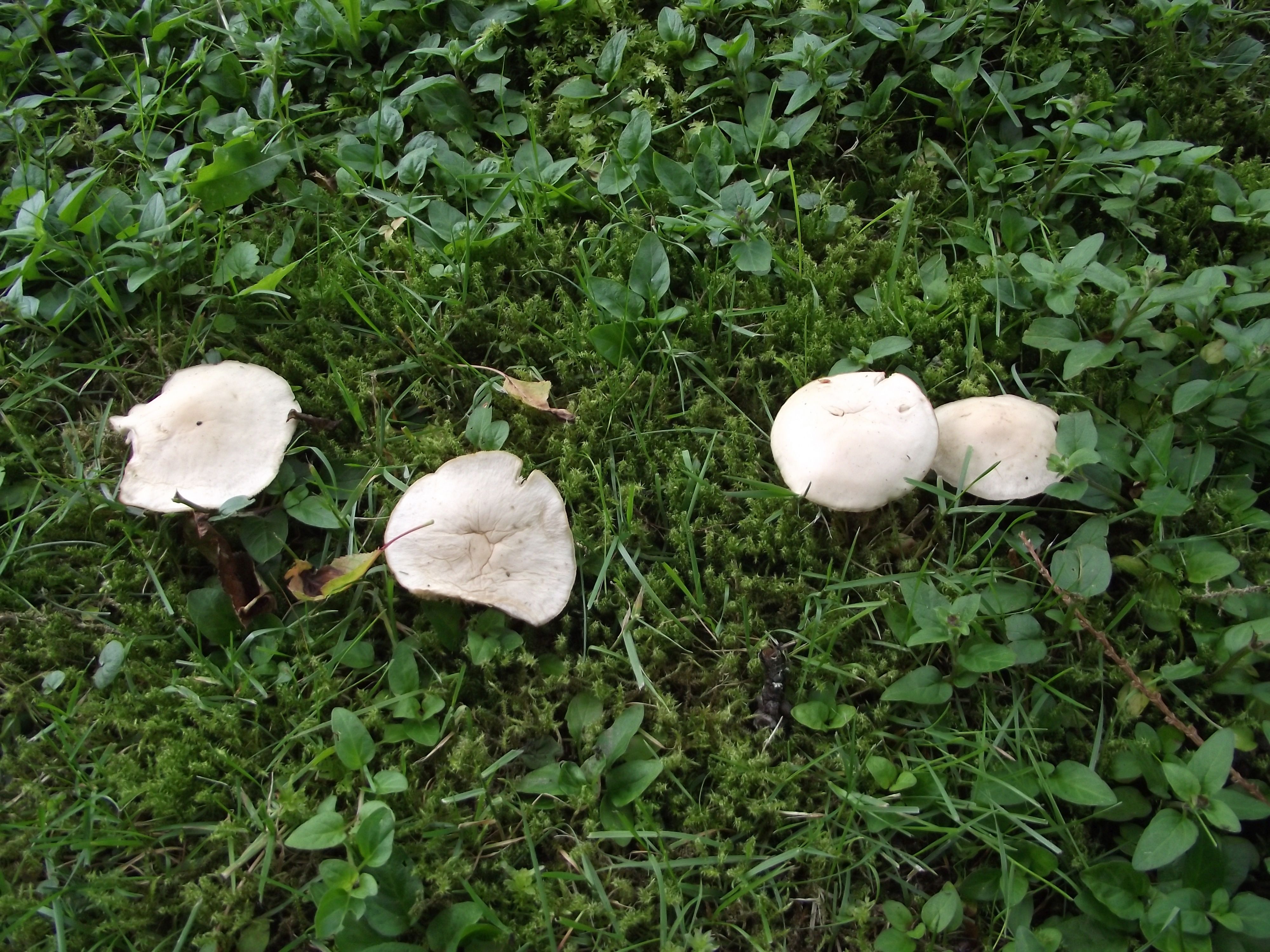 Waldfreund-Rübling