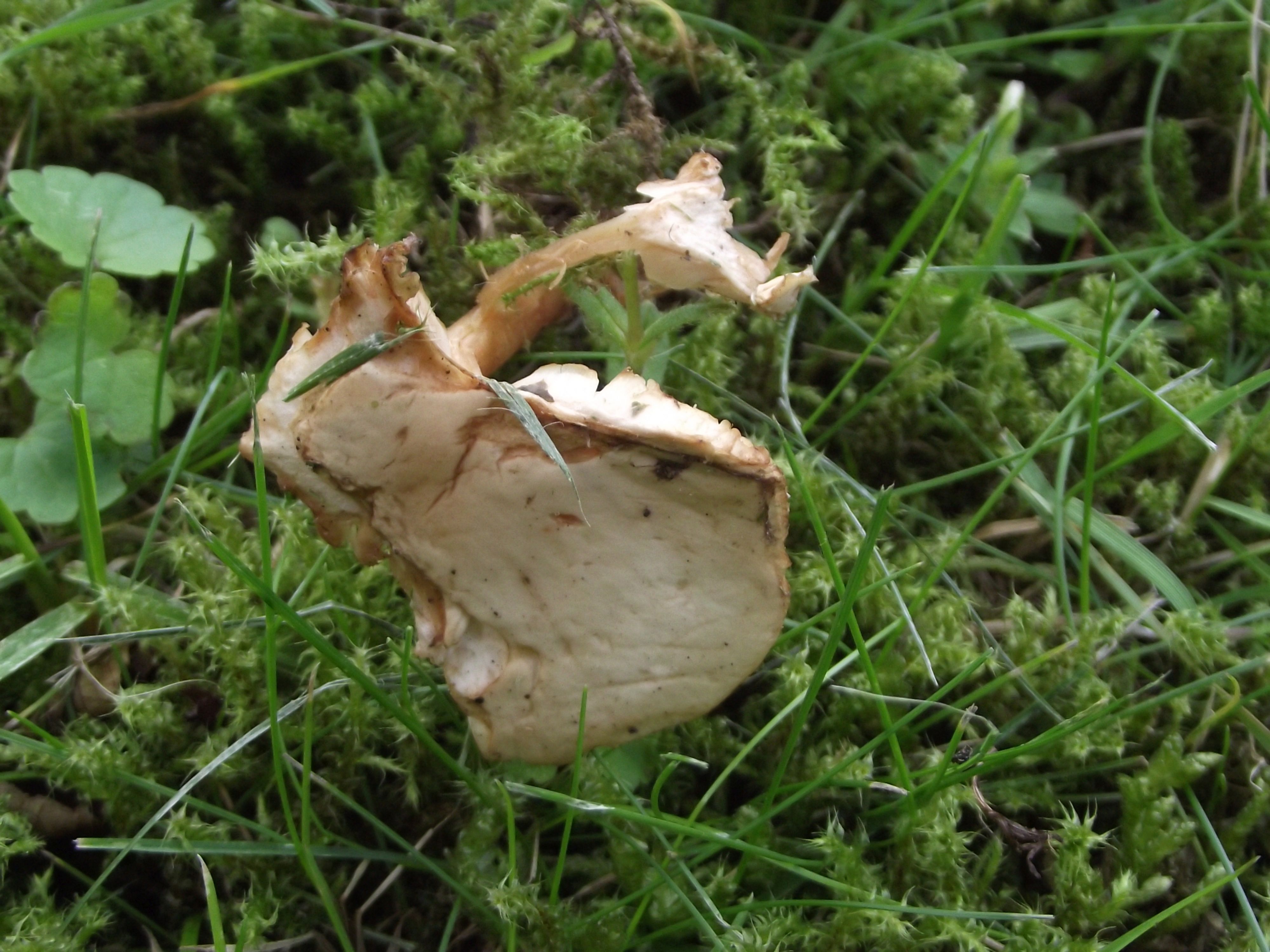 Waldfreund-Rübling
