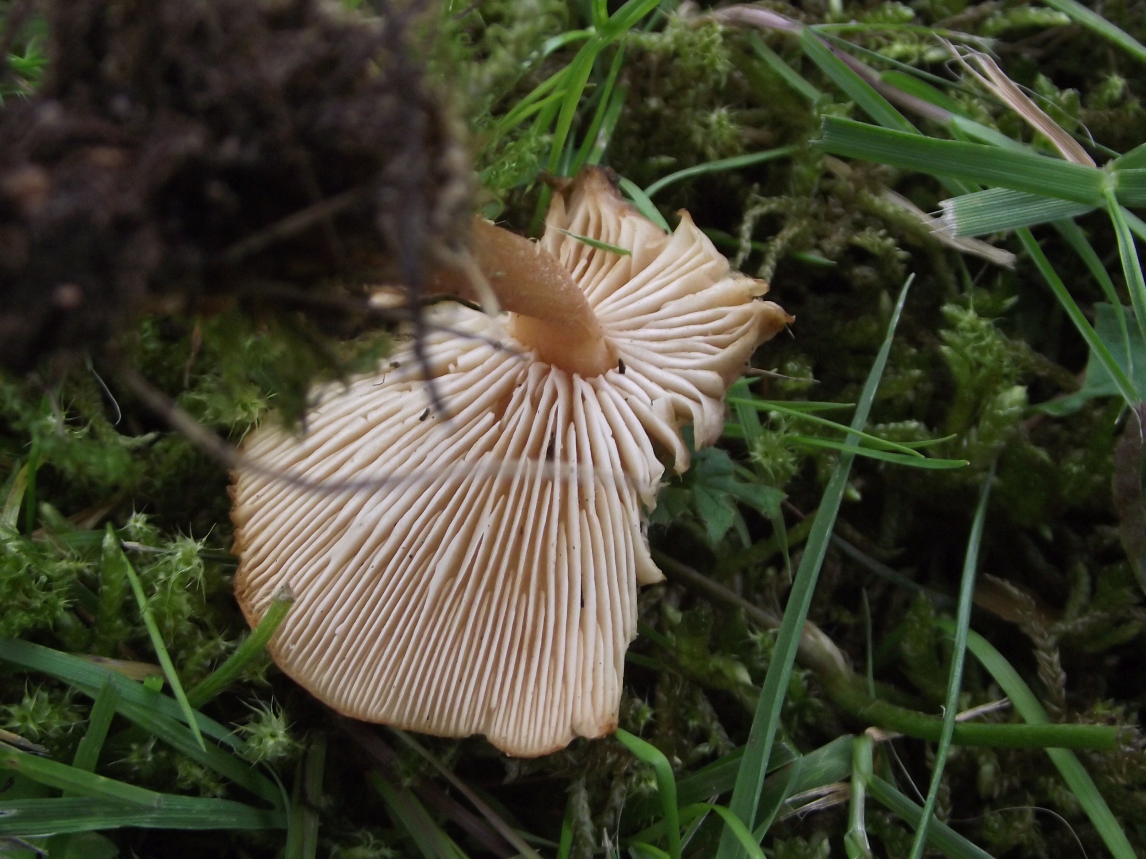 Waldfreund-Rübling