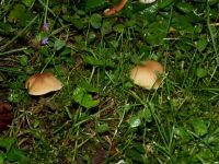Waldfreund-Rübling
