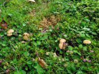 Waldfreund-Rübling