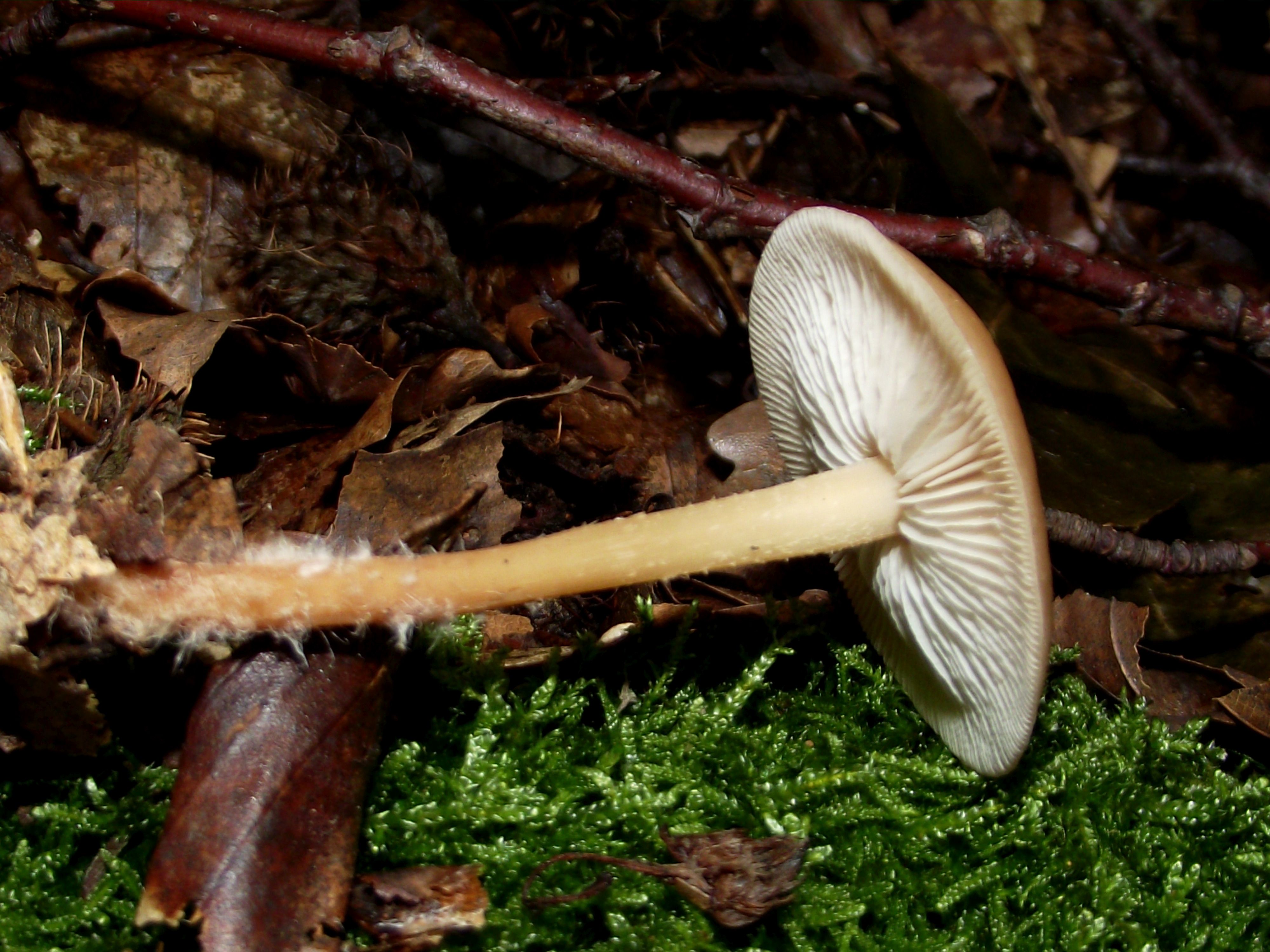 Waldfreund-Rübling