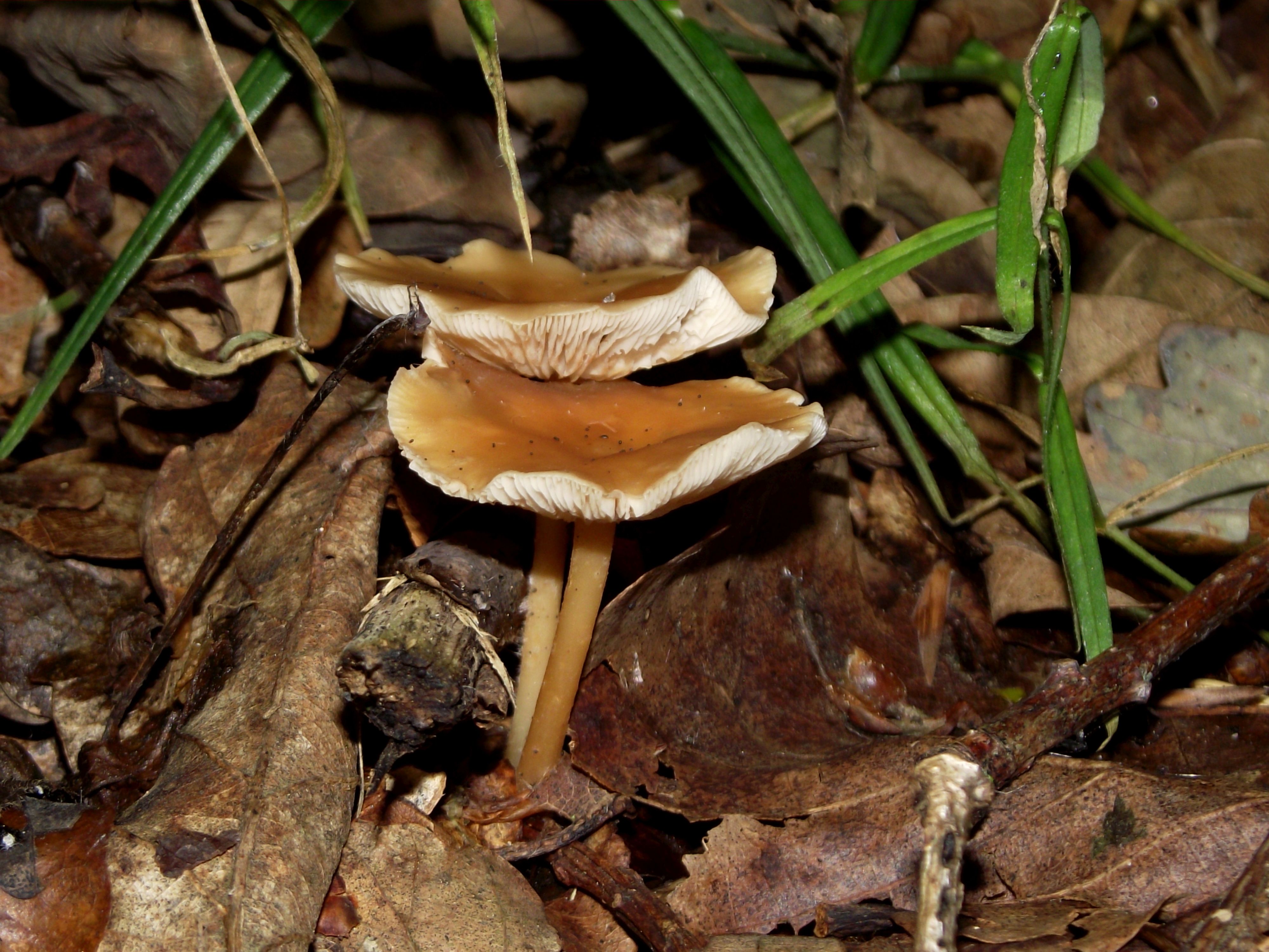 Waldfreund-Rübling