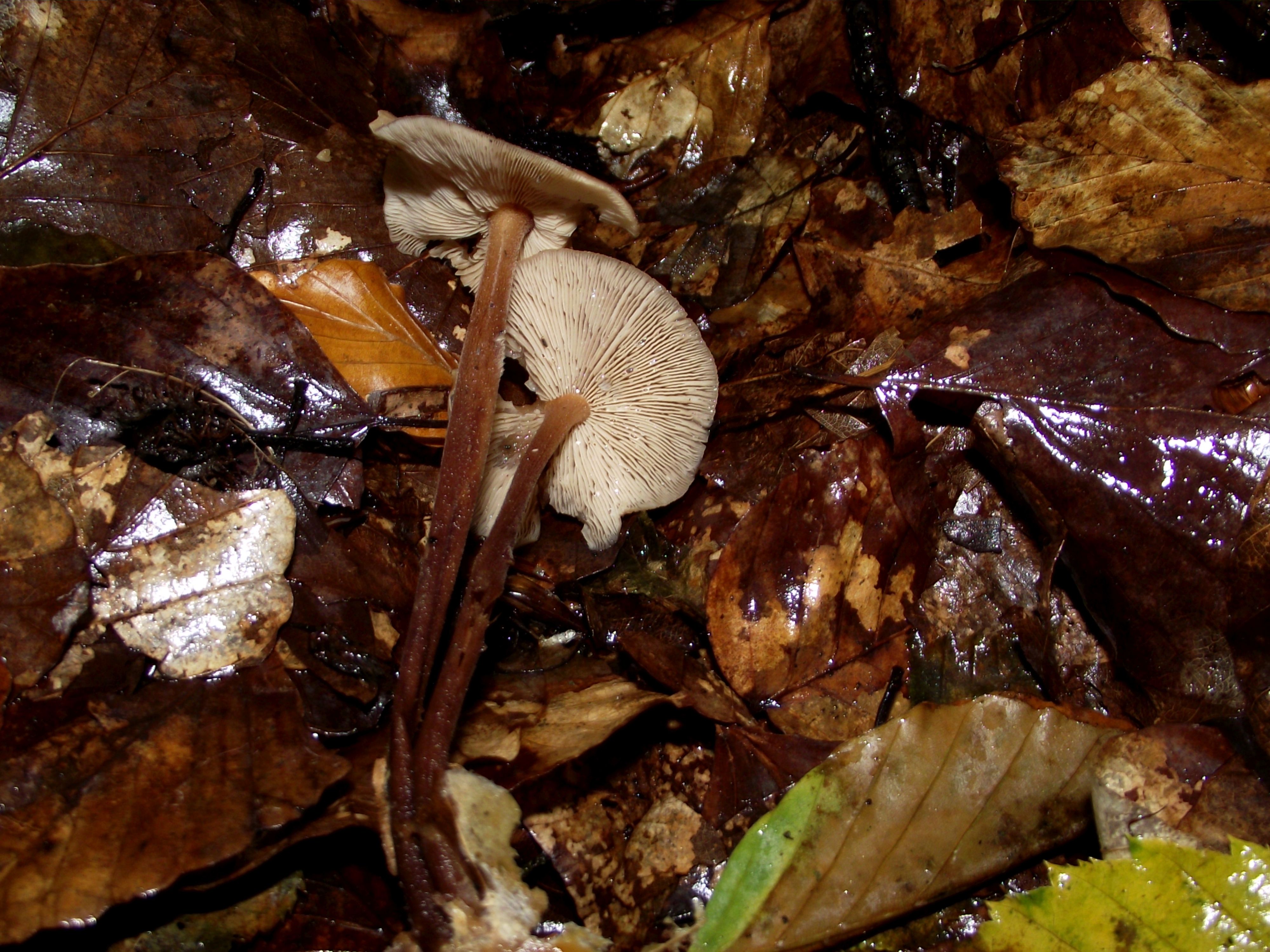 Waldfreund-Rübling