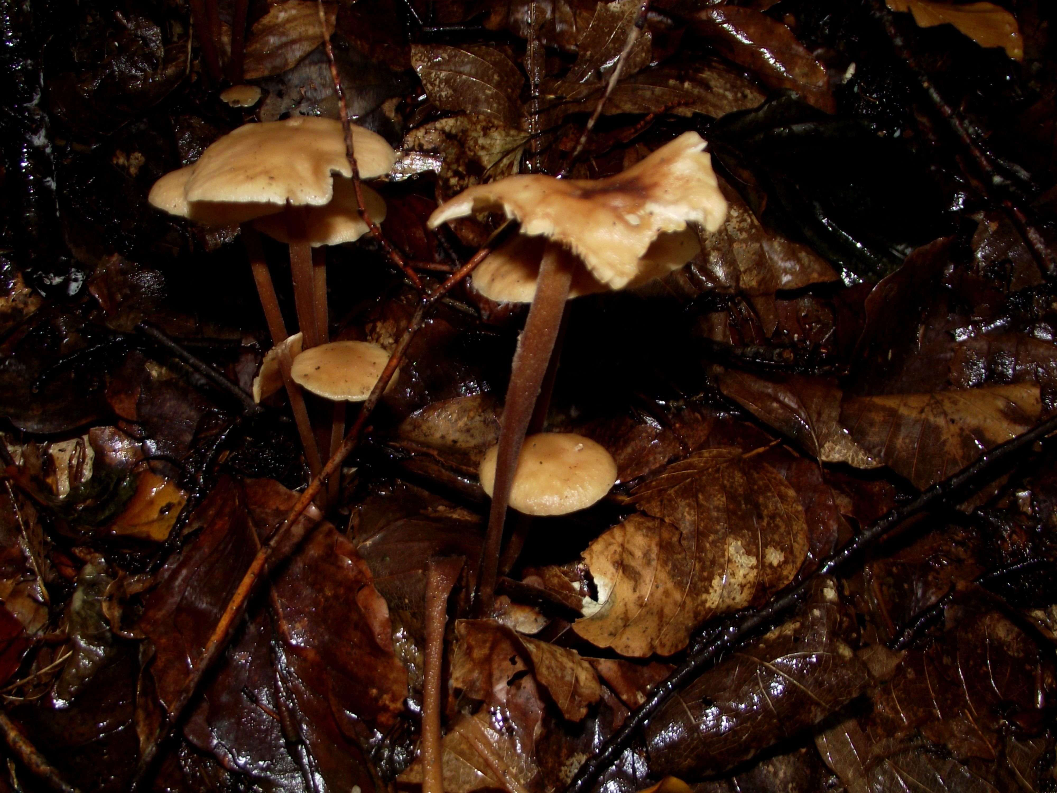 Waldfreund-Rübling