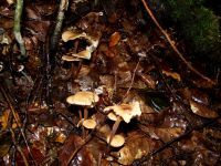 Waldfreund-Rübling