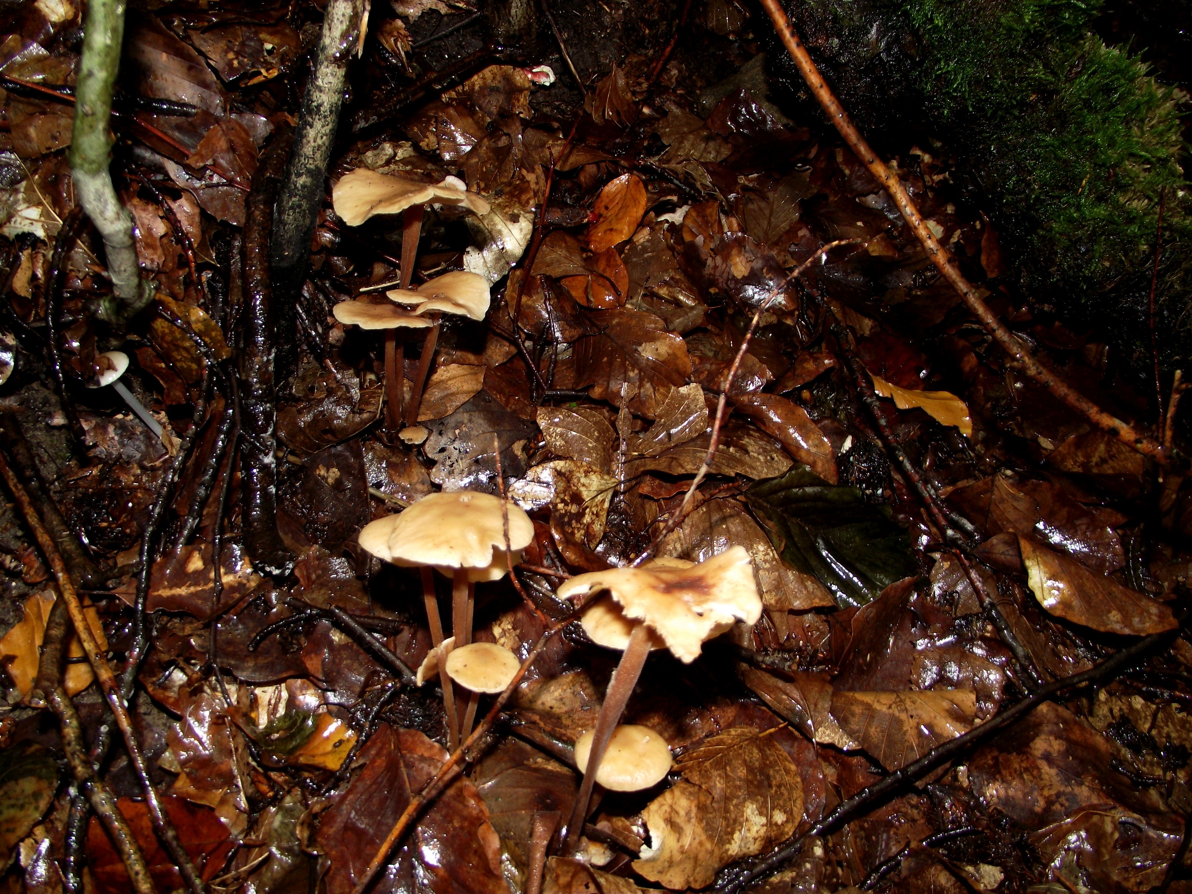 Waldfreund-Rübling