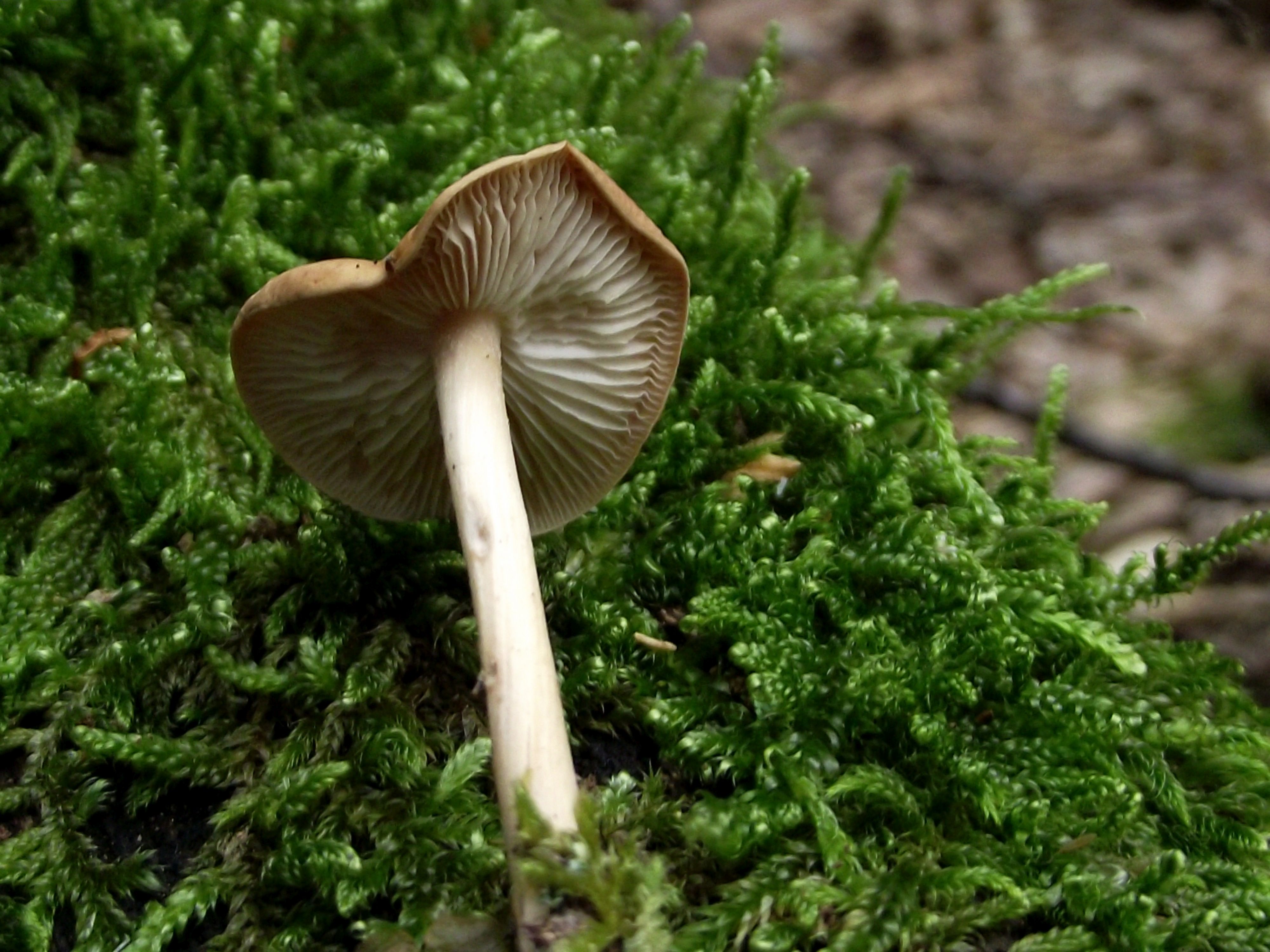 Waldfreund-Rübling