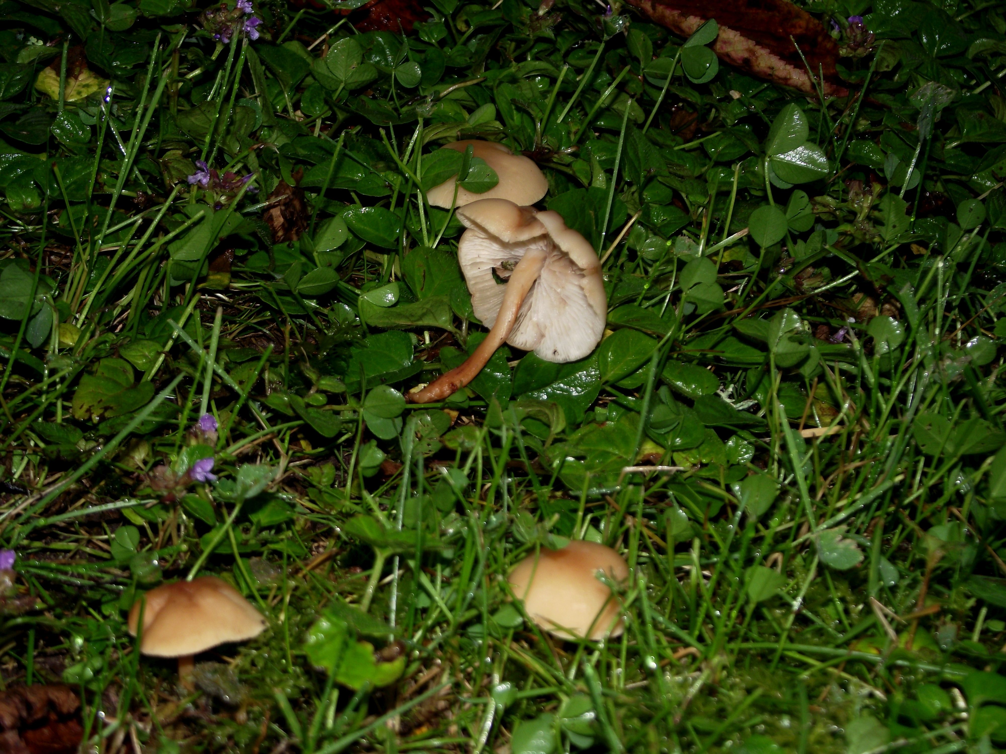 Waldfreund-Rübling